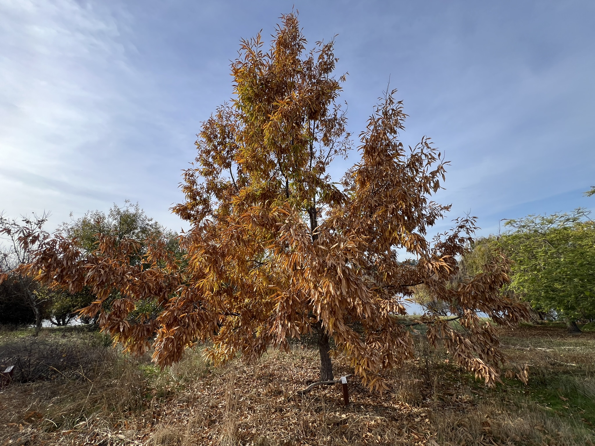 公园中间树林的各种树