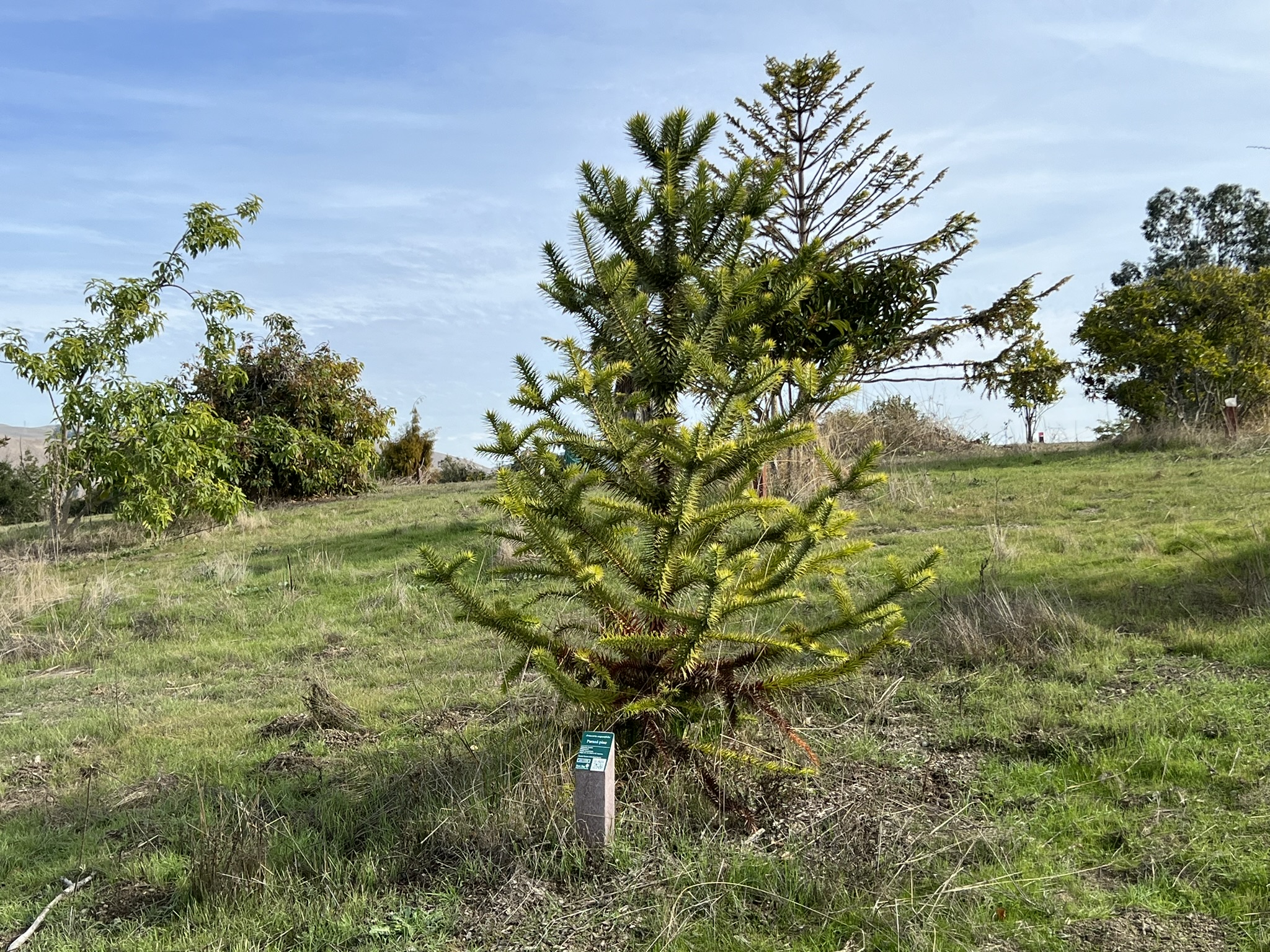 公园中间树林的各种树