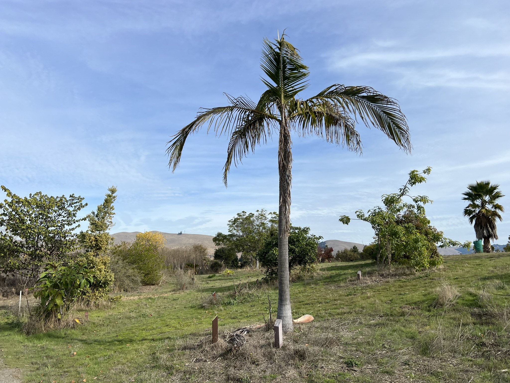 公园中间树林的各种树