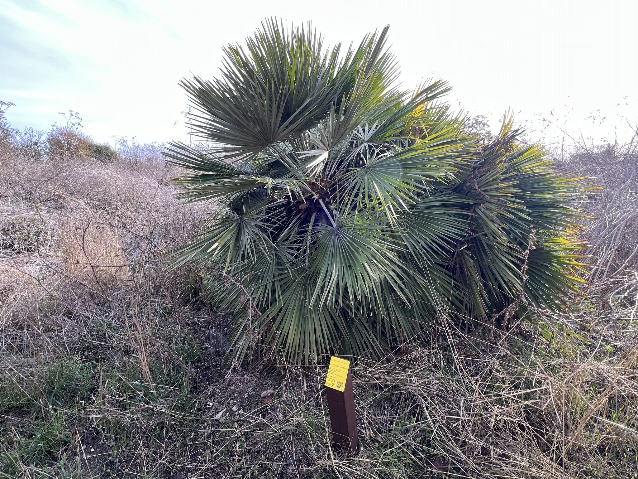 公园中间树林的各种树