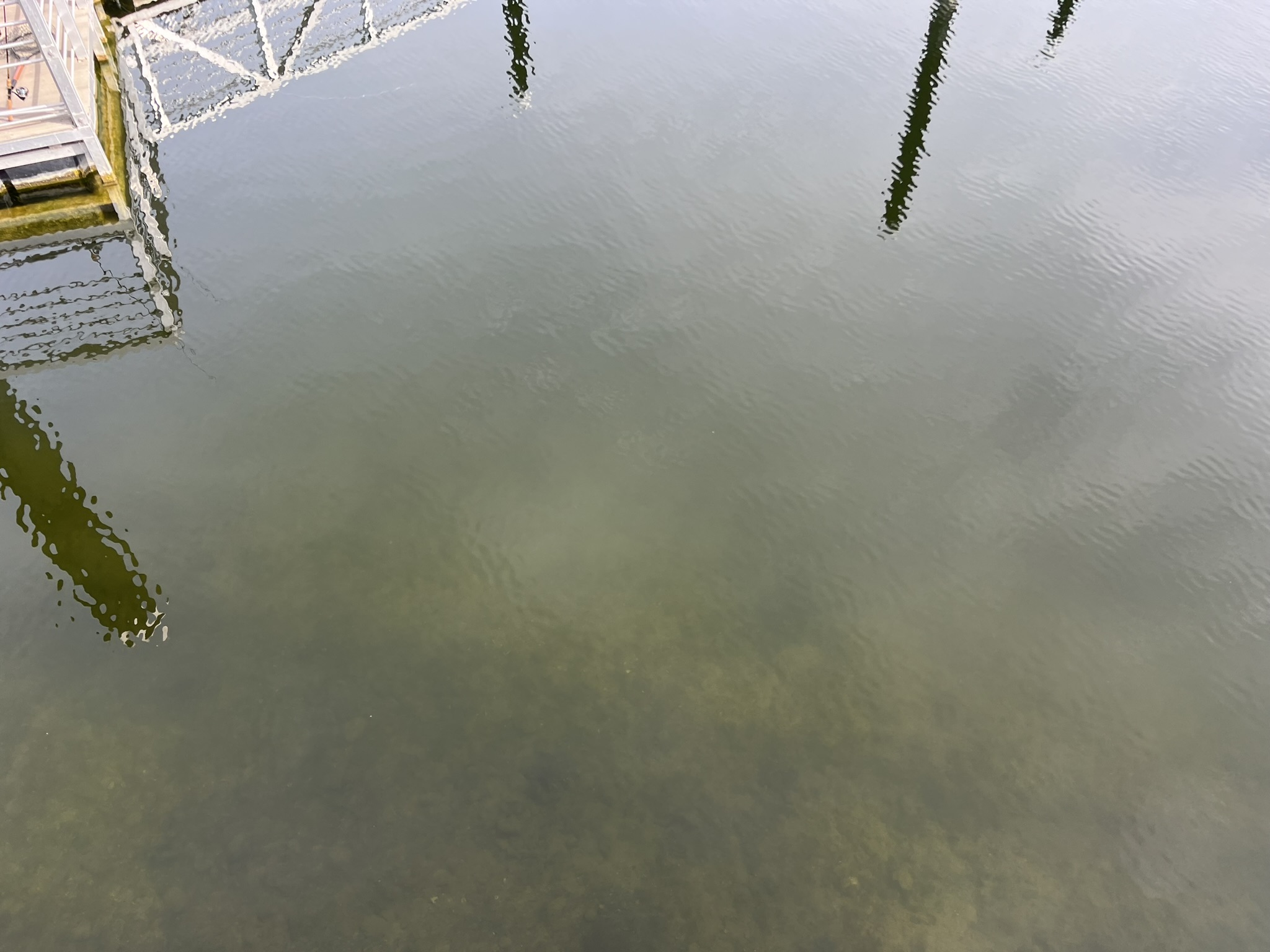 水倒是清澈见底