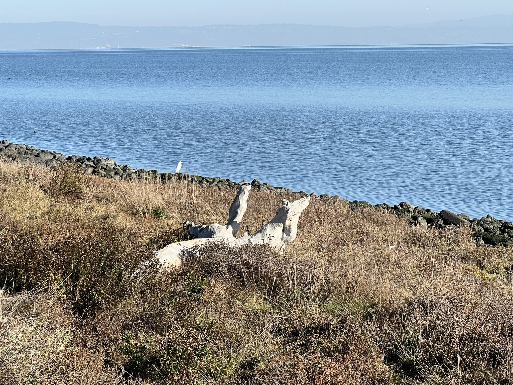 这个木头很像一个狼和鹰