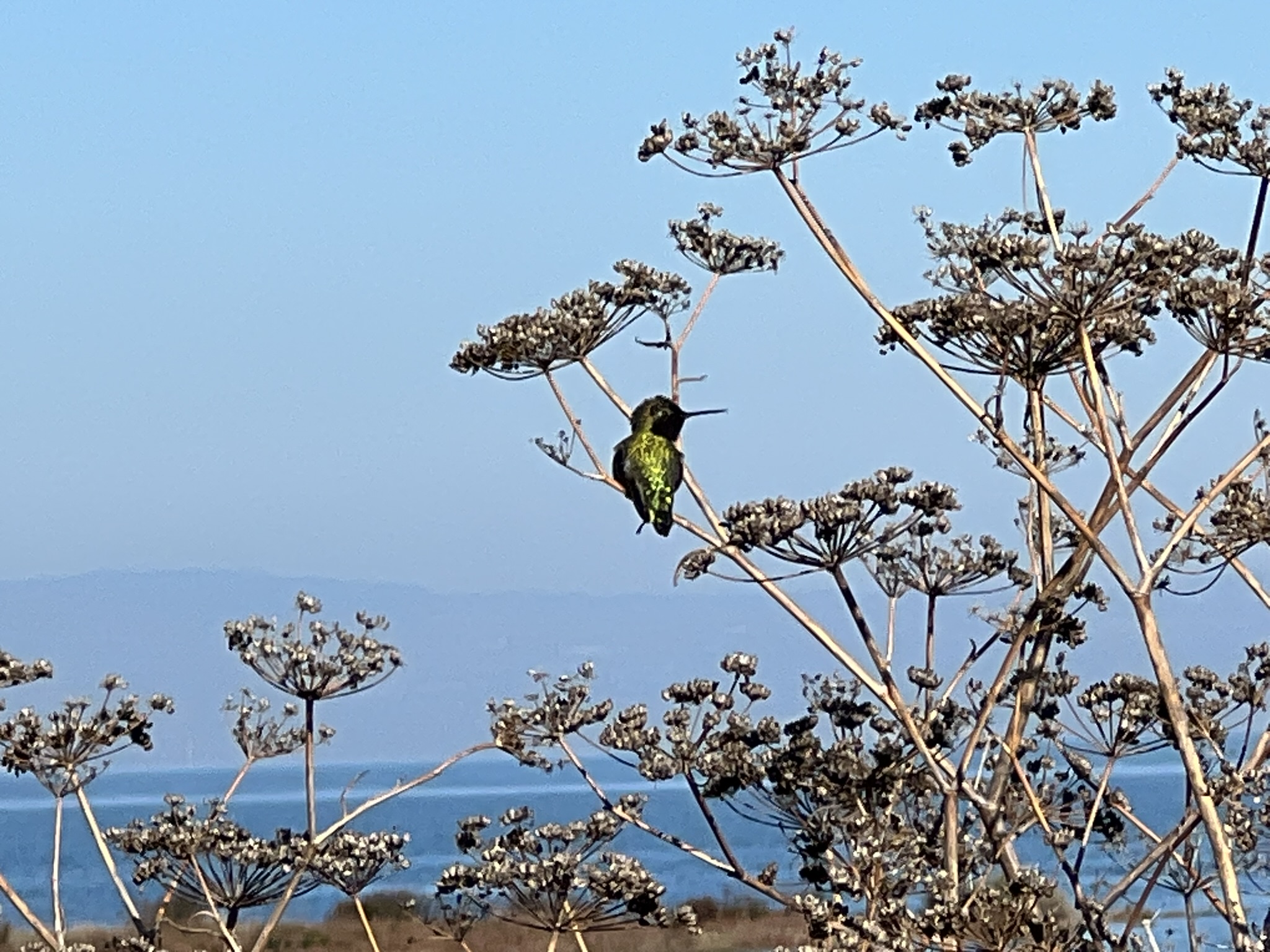 回来的路上又看到了之前的蜂鸟