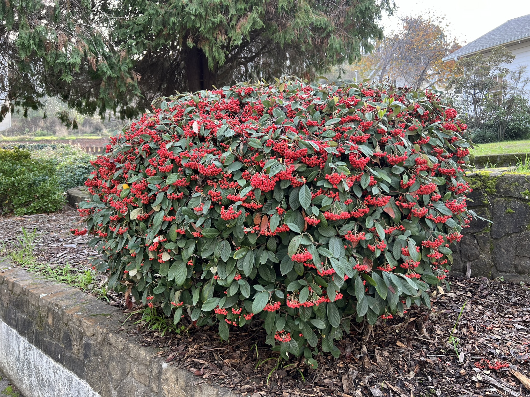 满树红色的果实