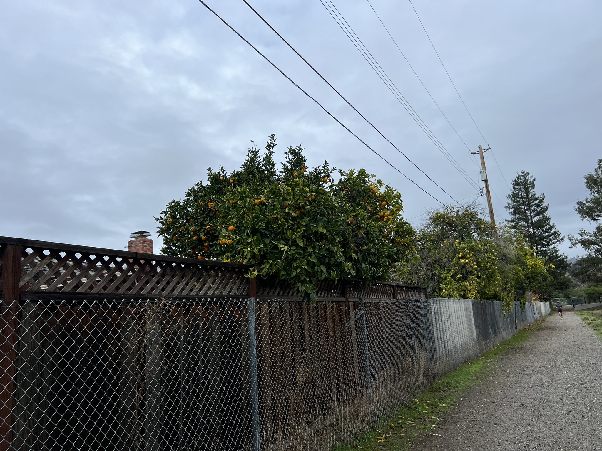 别人家后院的果树