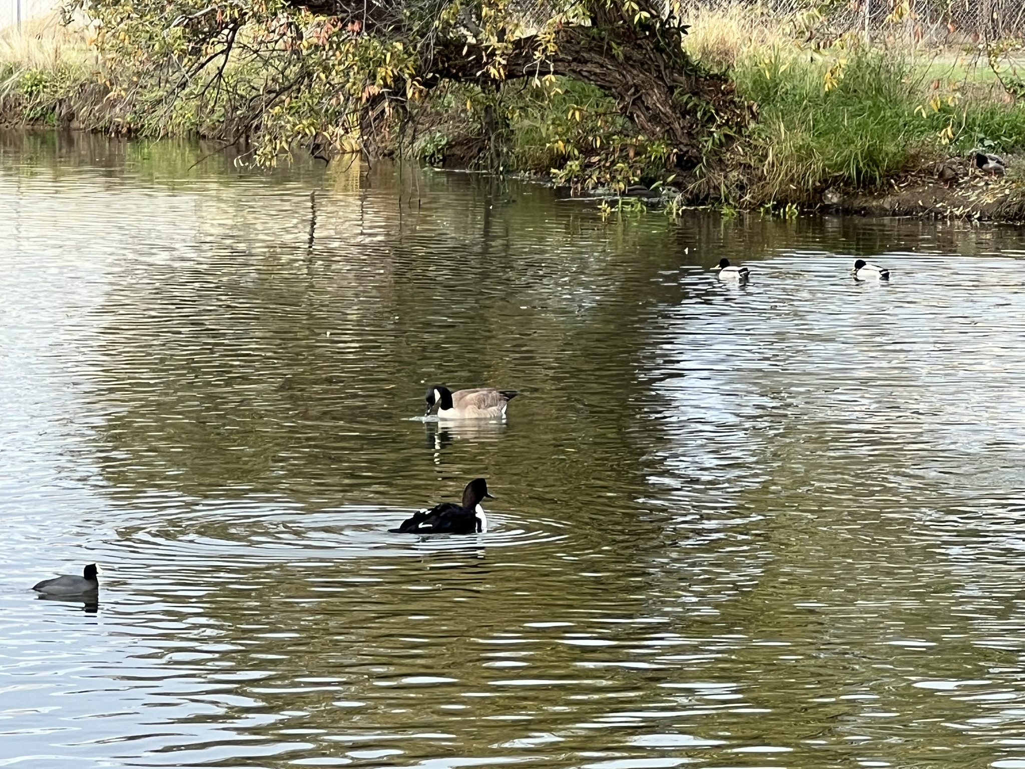 有一个独特的鸭子