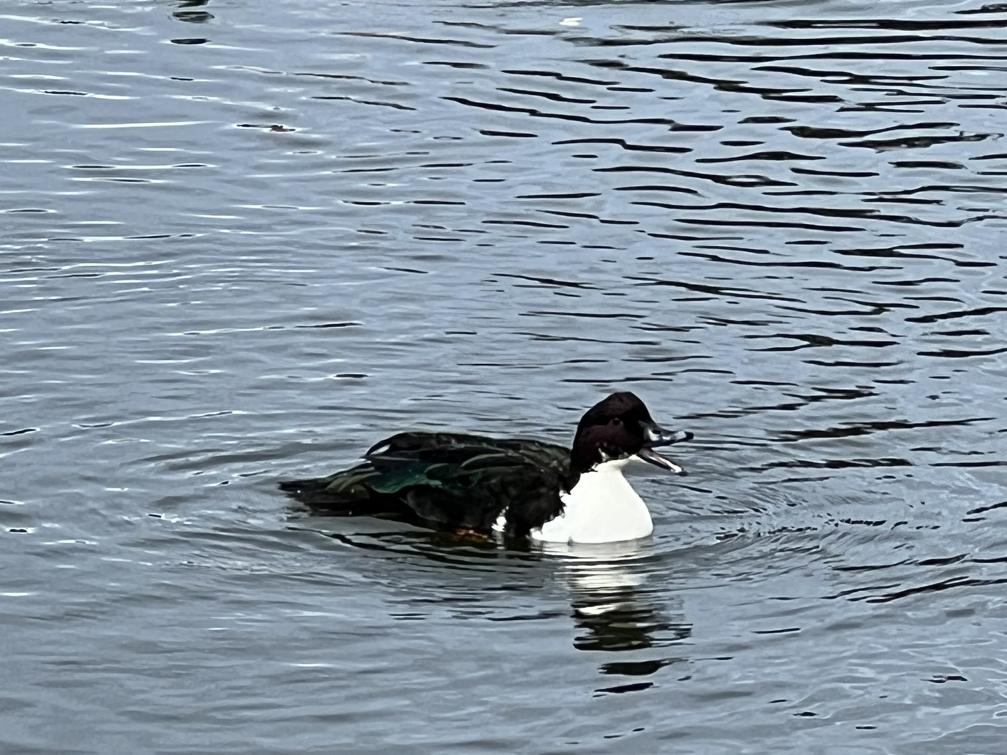 有一个独特的鸭子