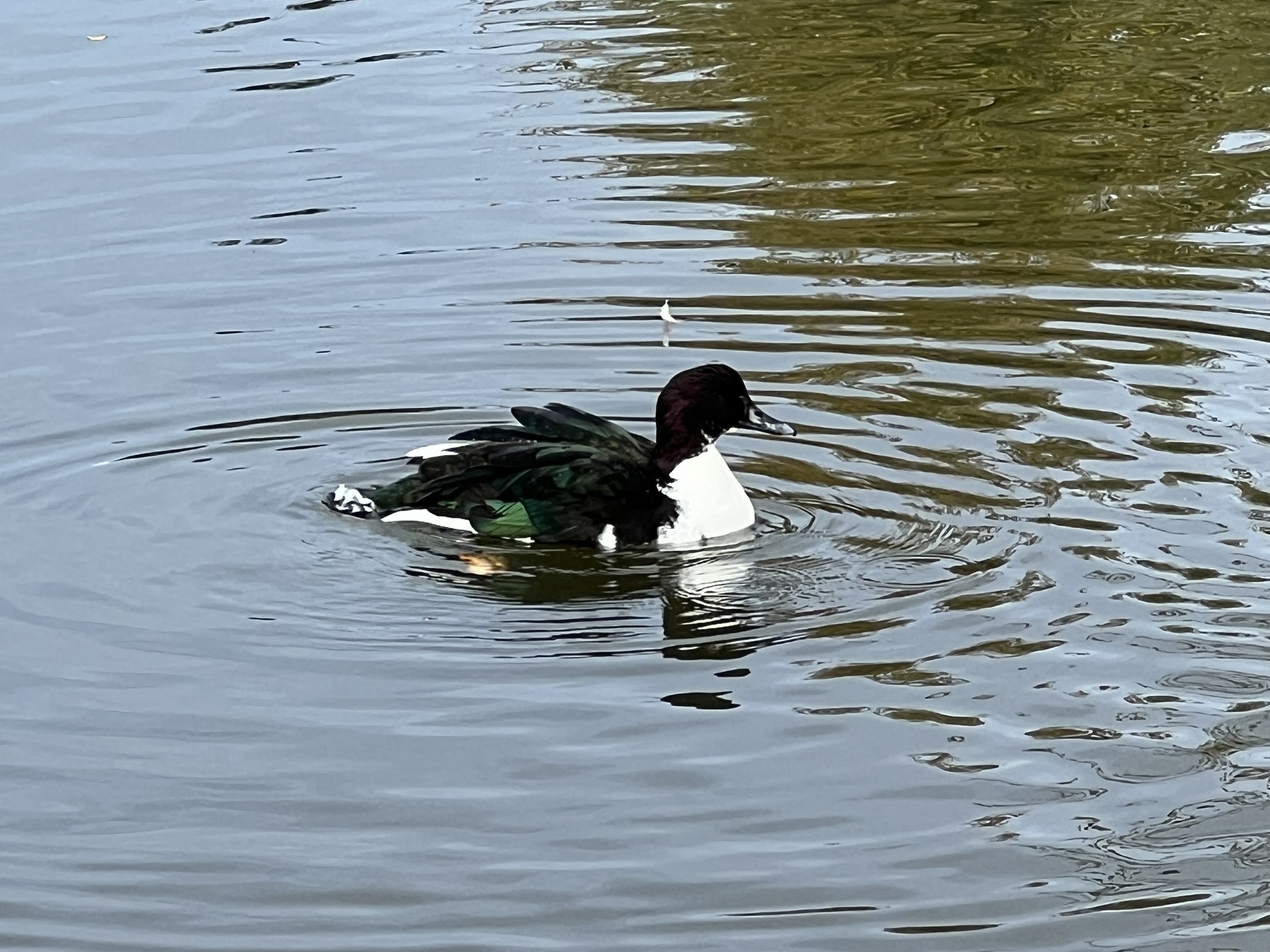 有一个独特的鸭子