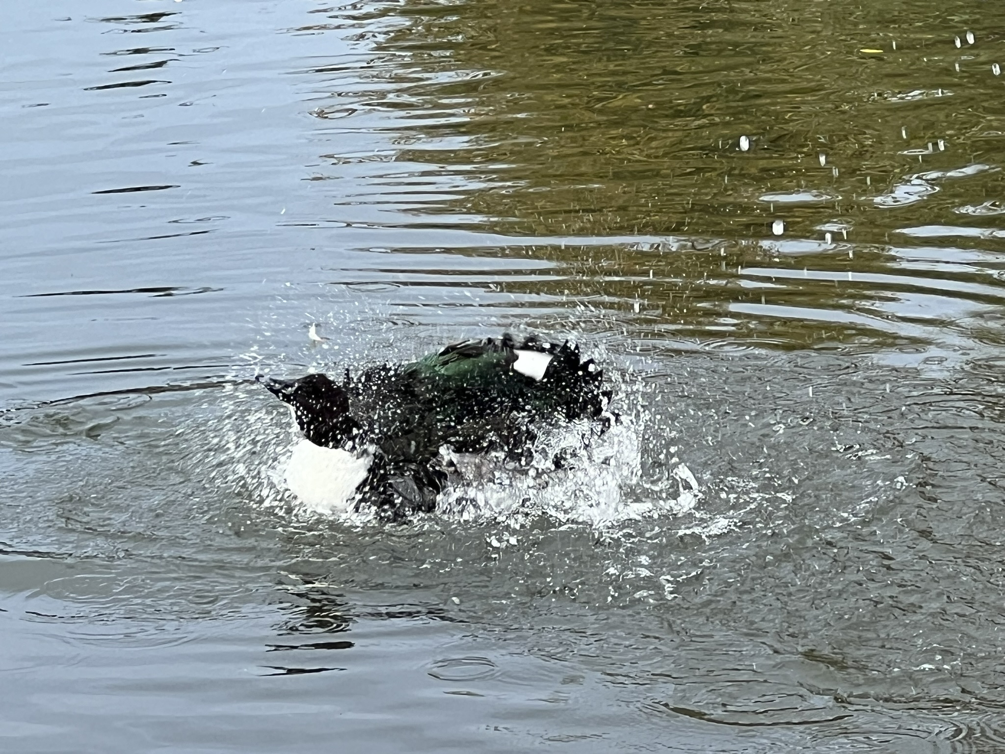 有一个独特的鸭子