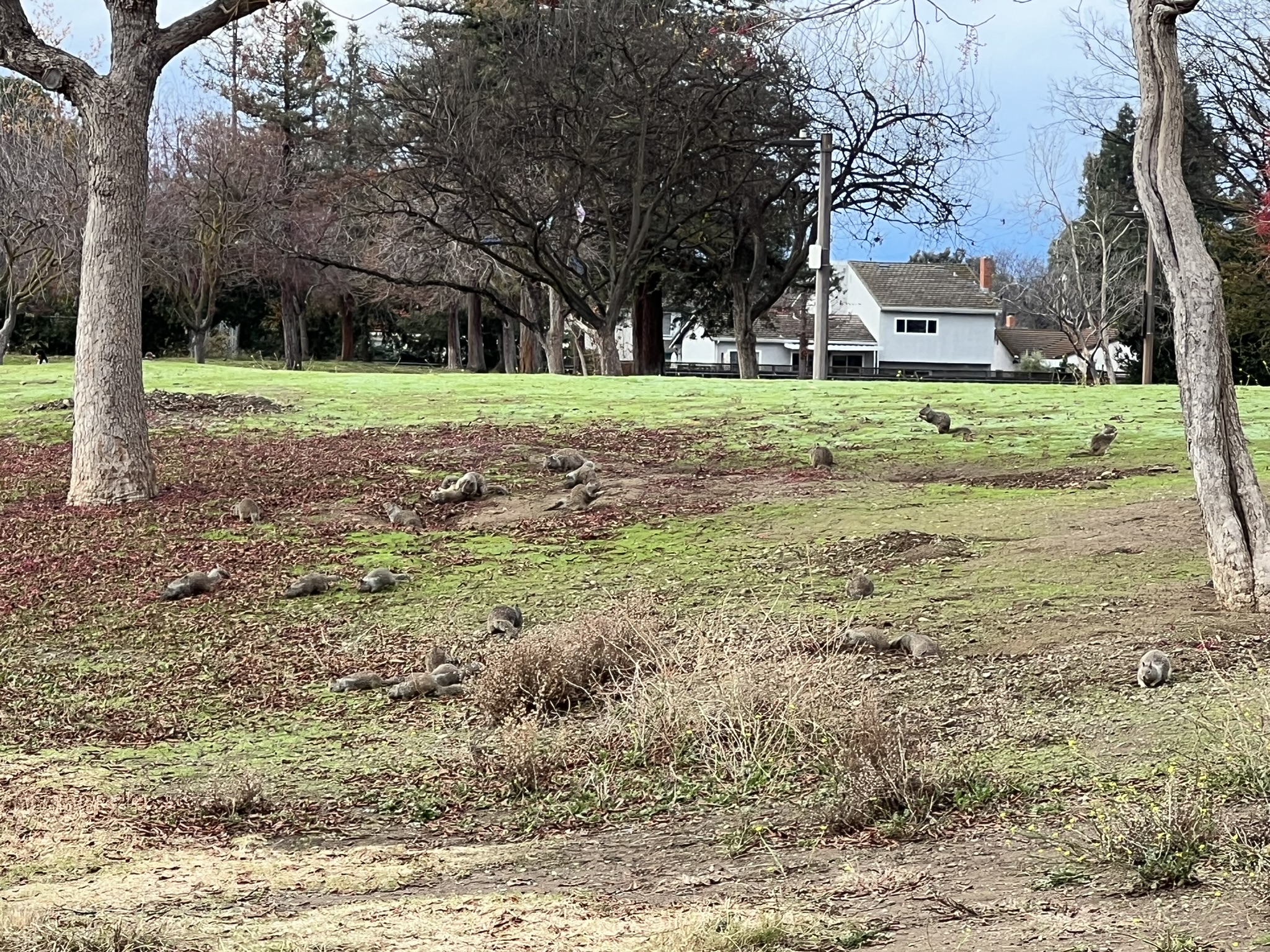 第一次见到这么大的松鼠群