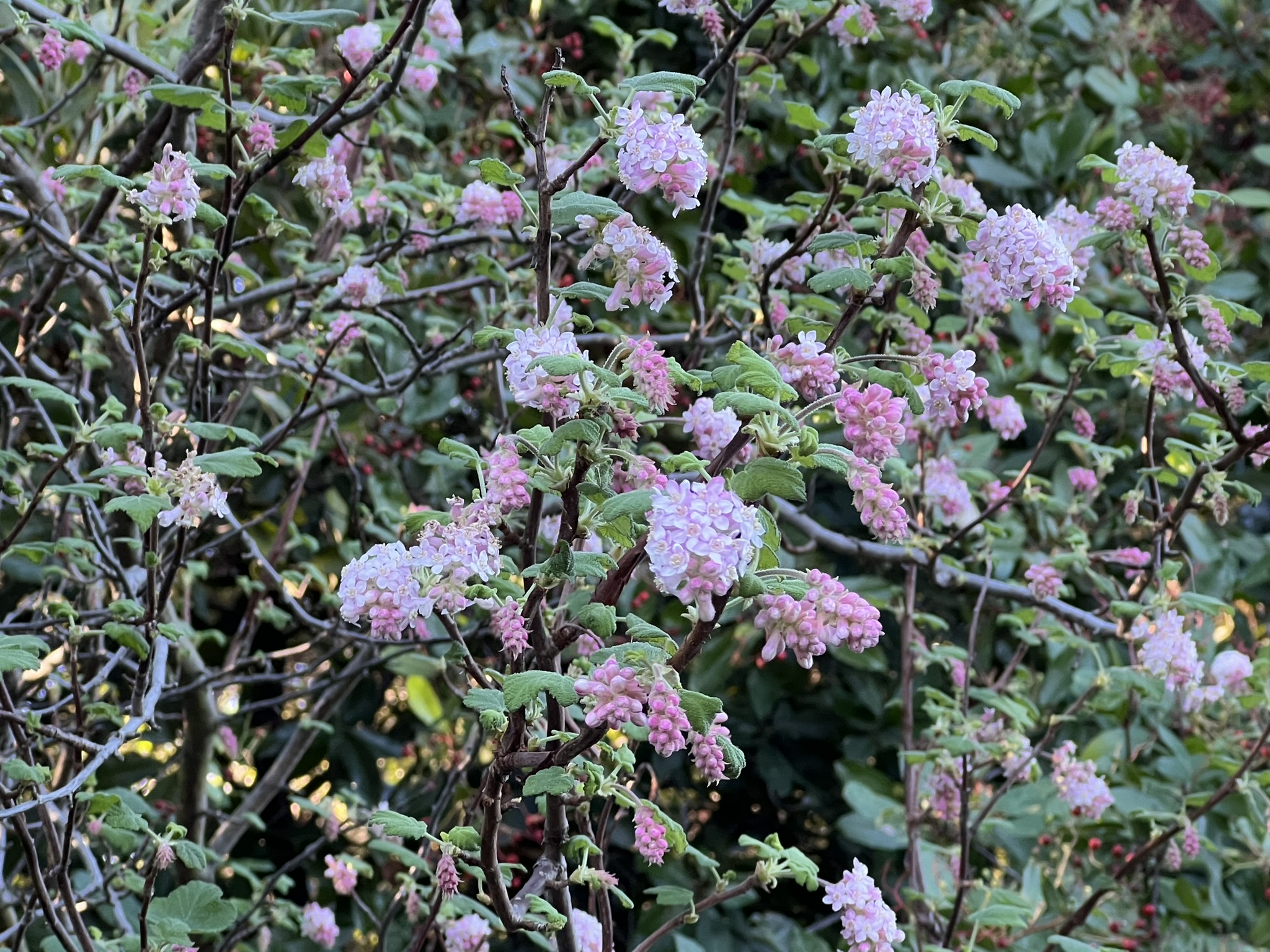 花
