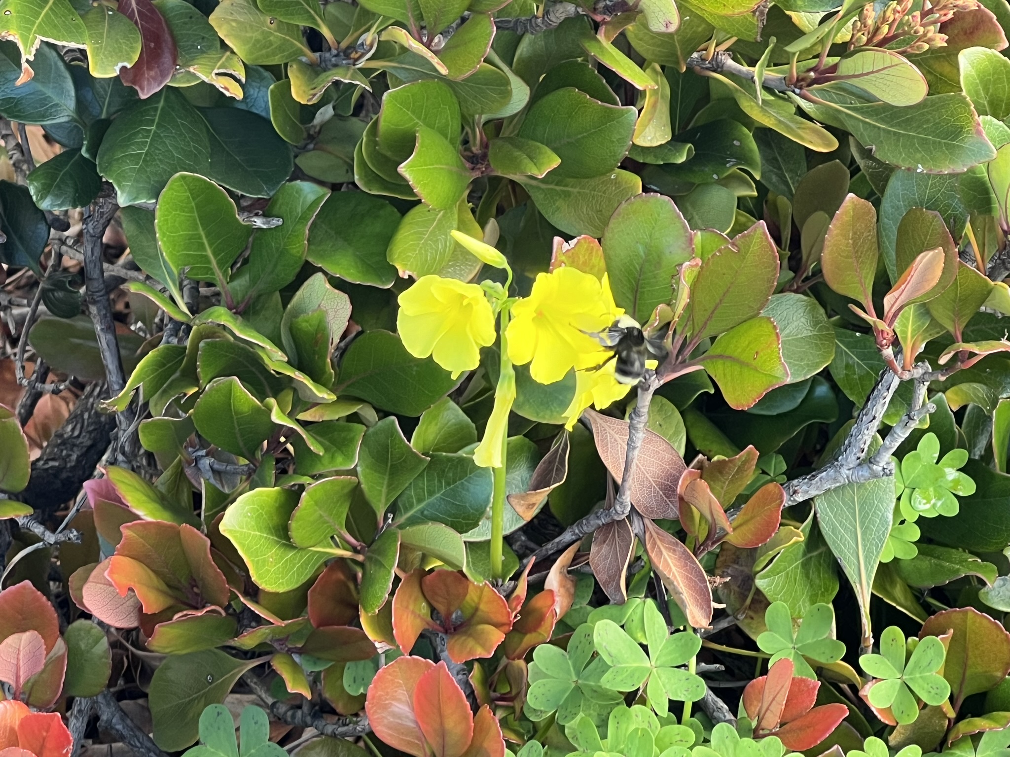 黑色的蜜蜂