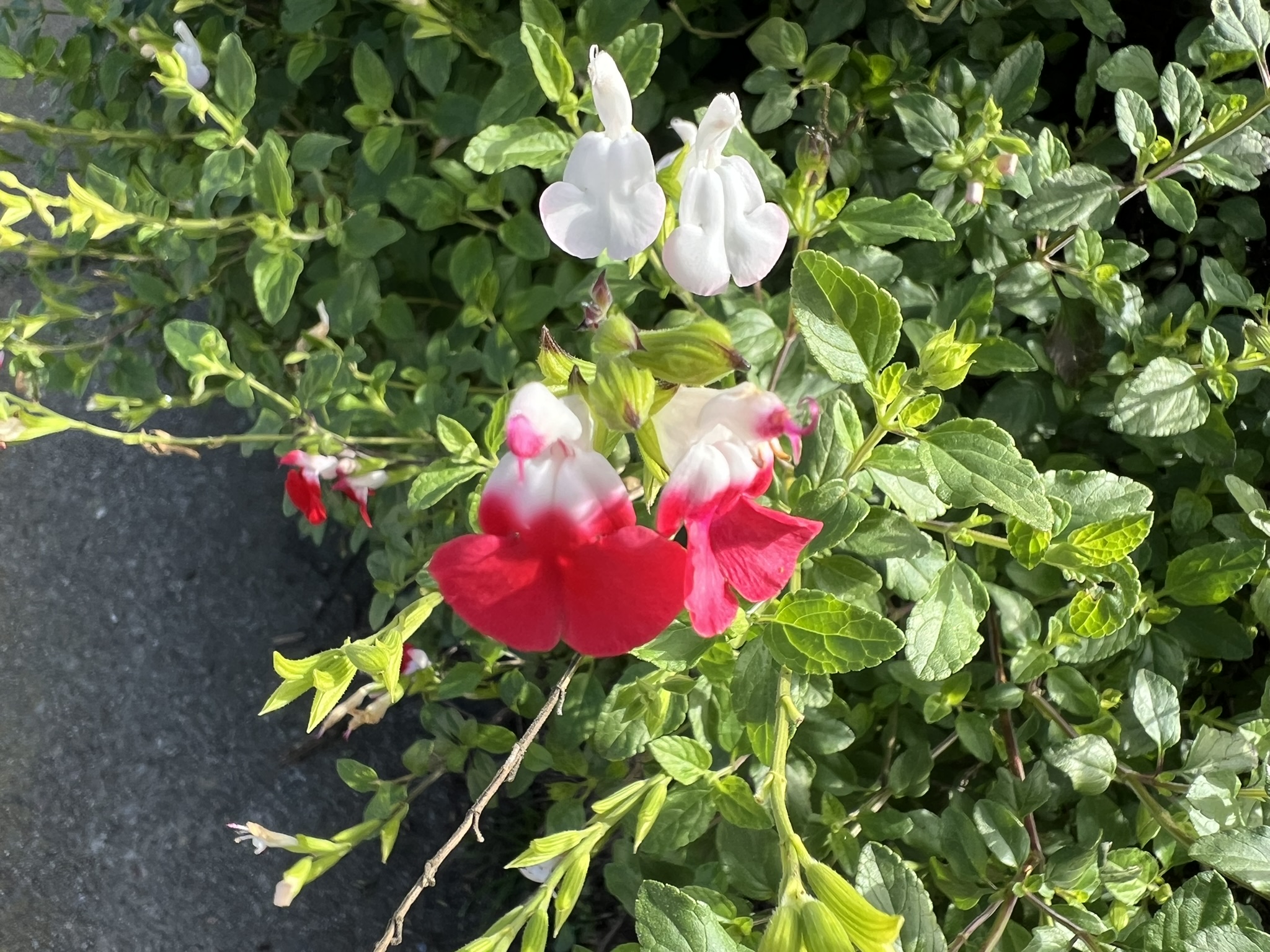 花