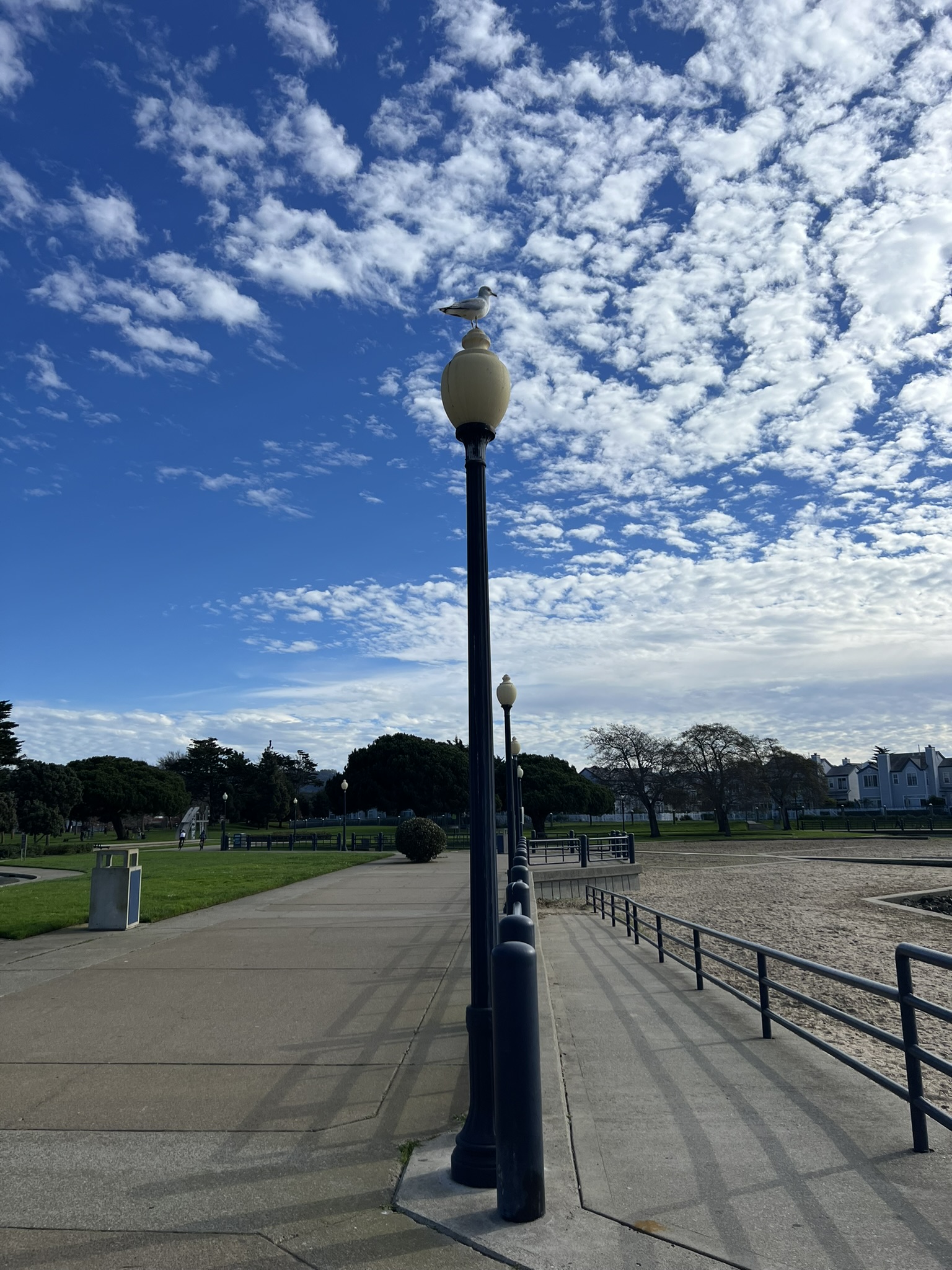 海鸥