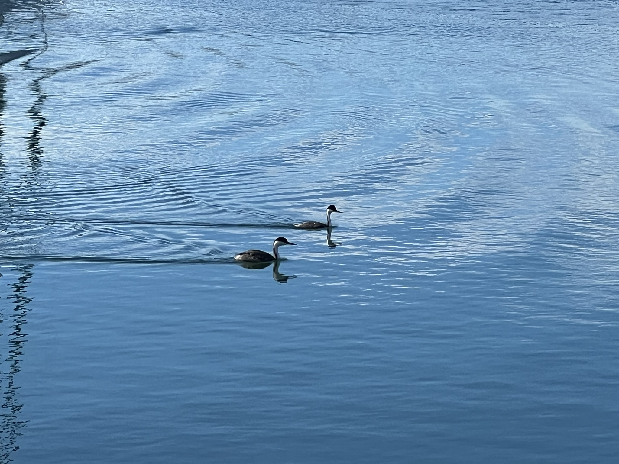 鸭子