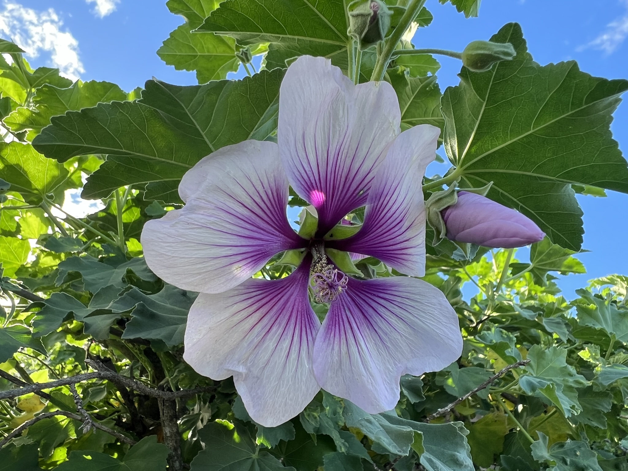 花