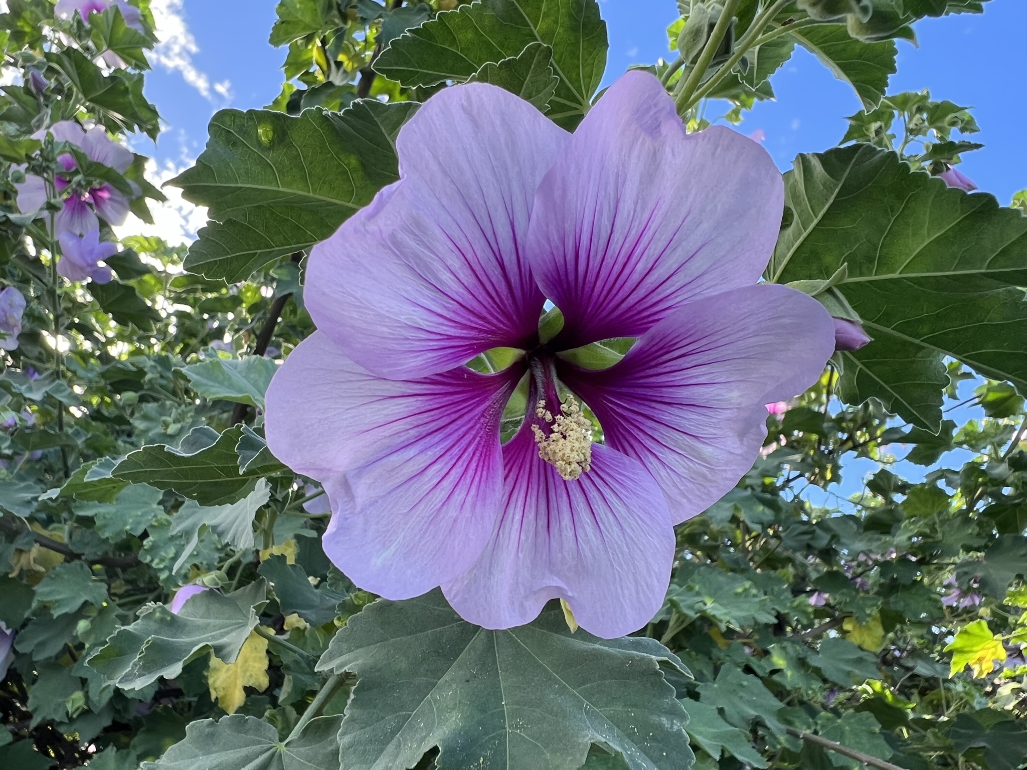 花