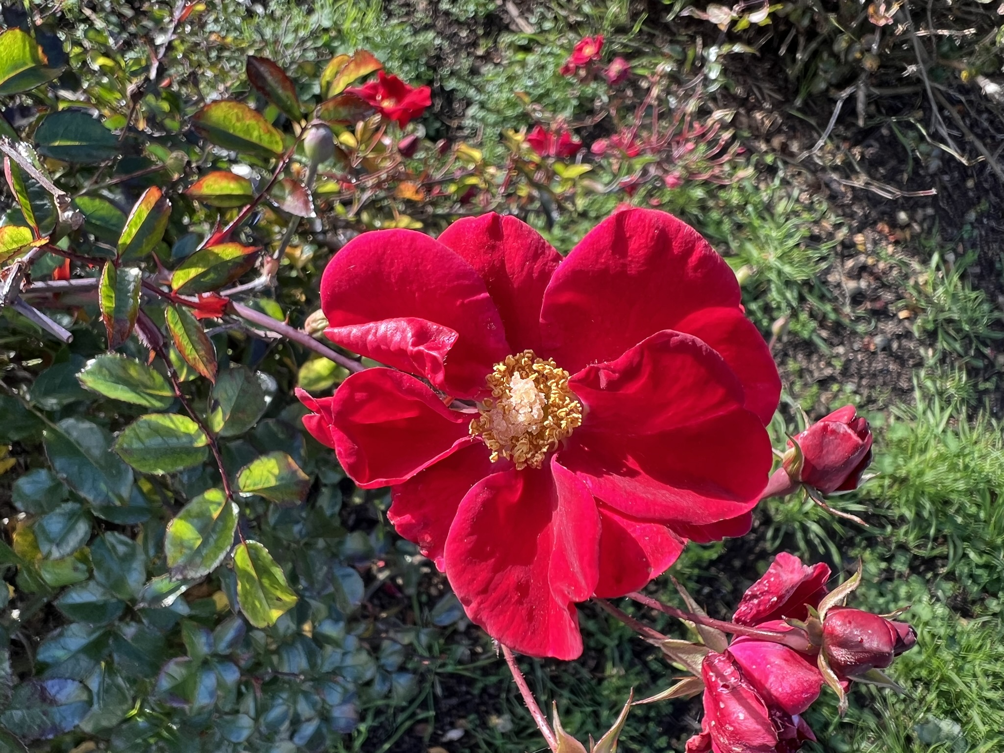 花