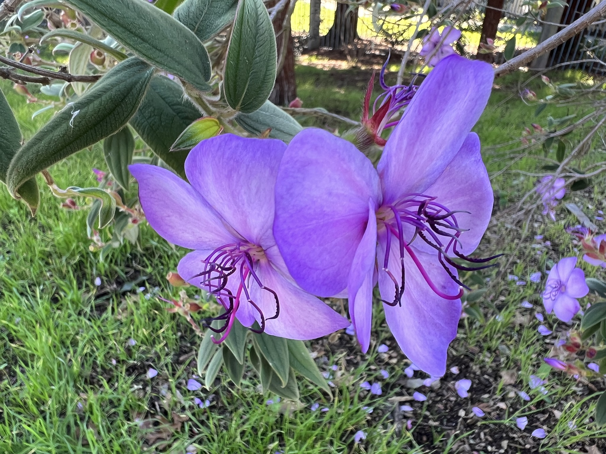 花