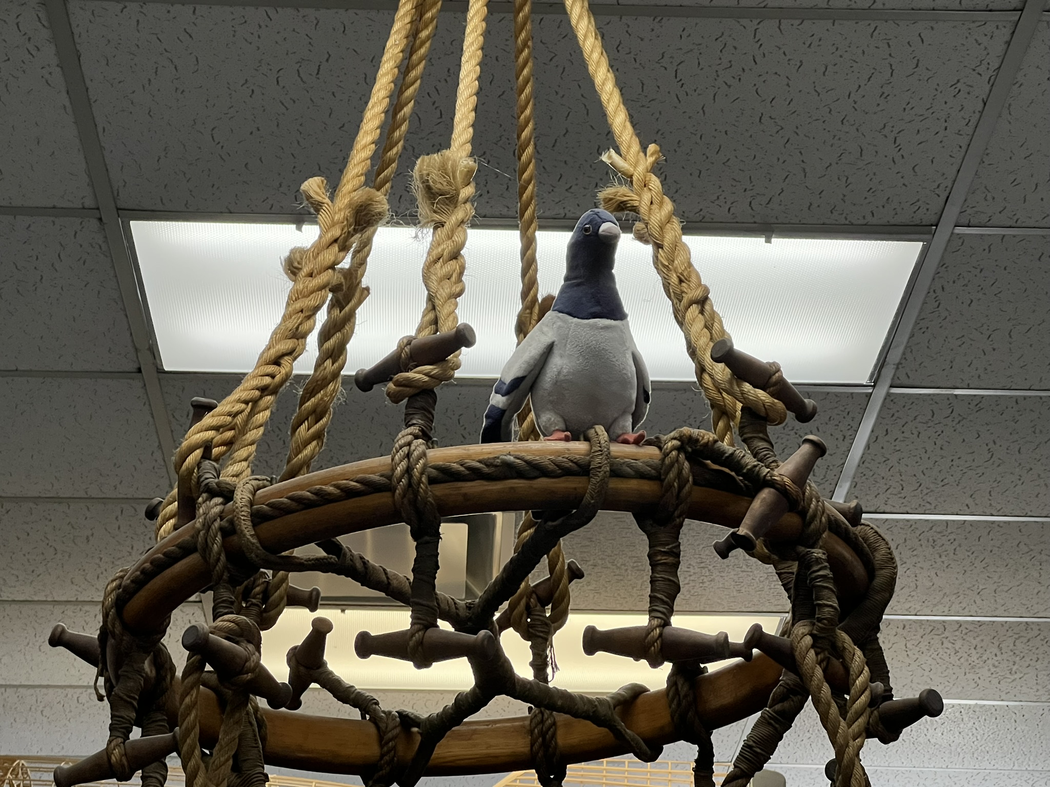 鸽子玩具