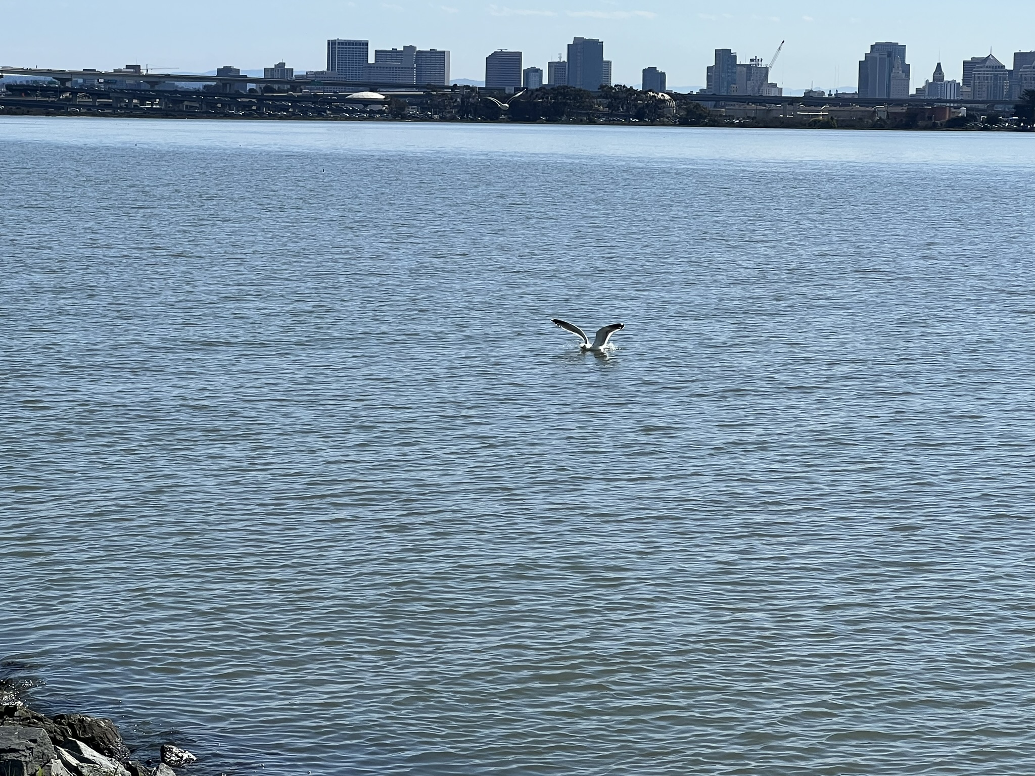 海鸥降落