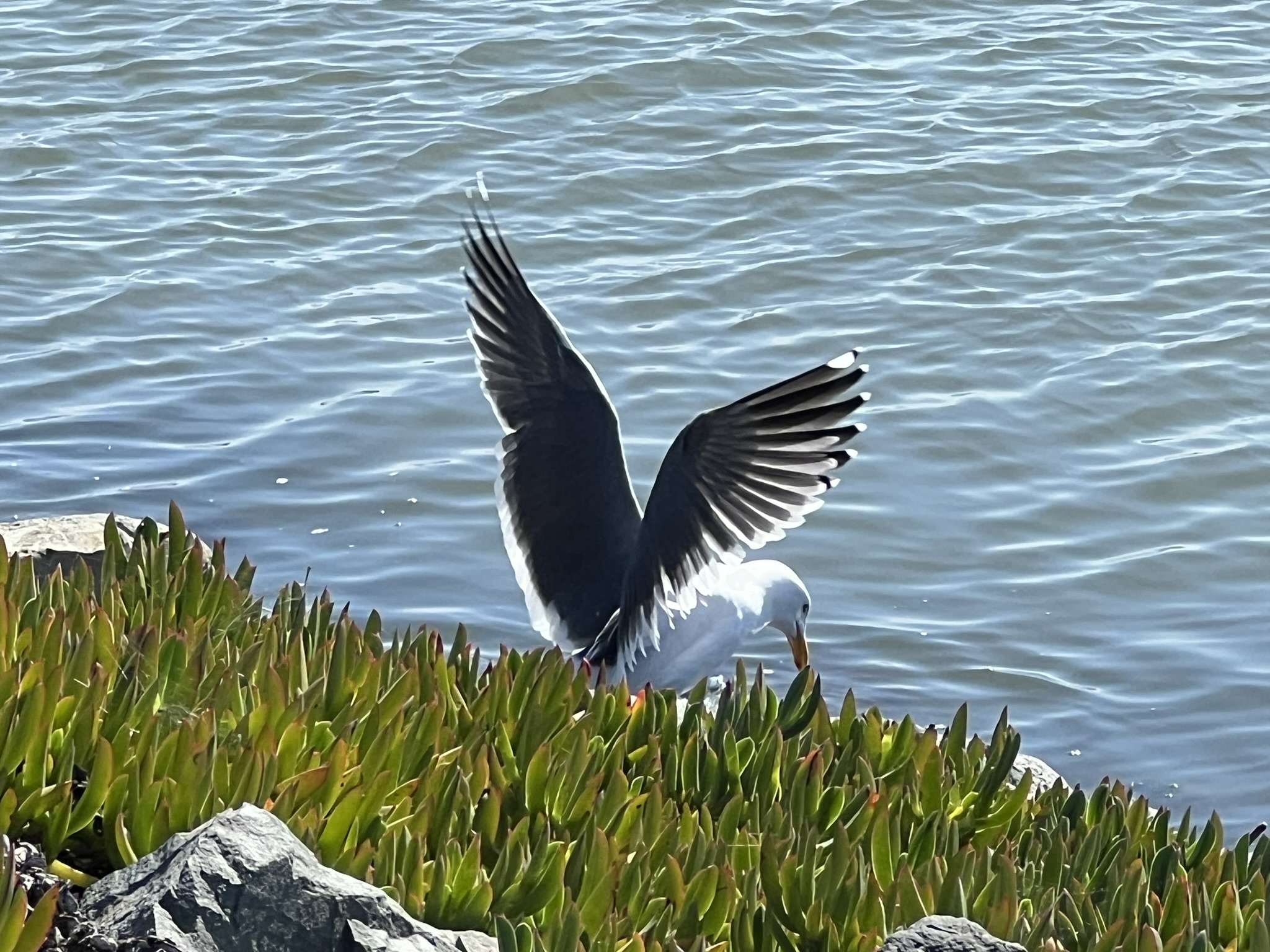 海鸥