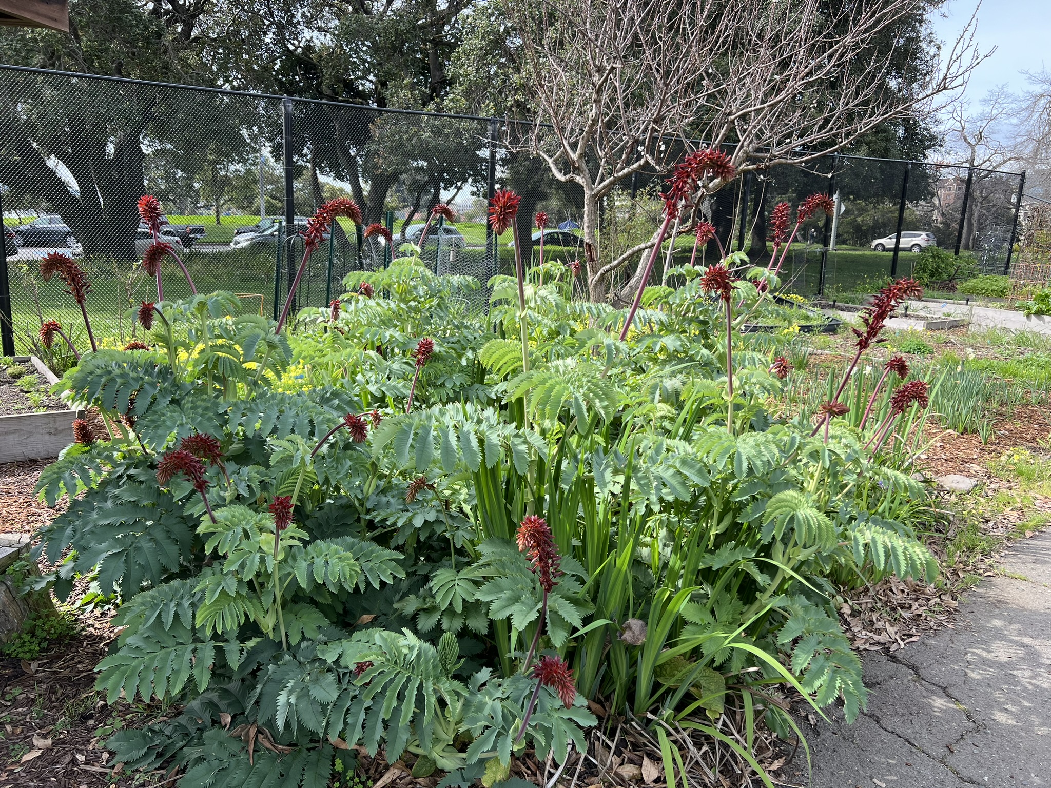 花