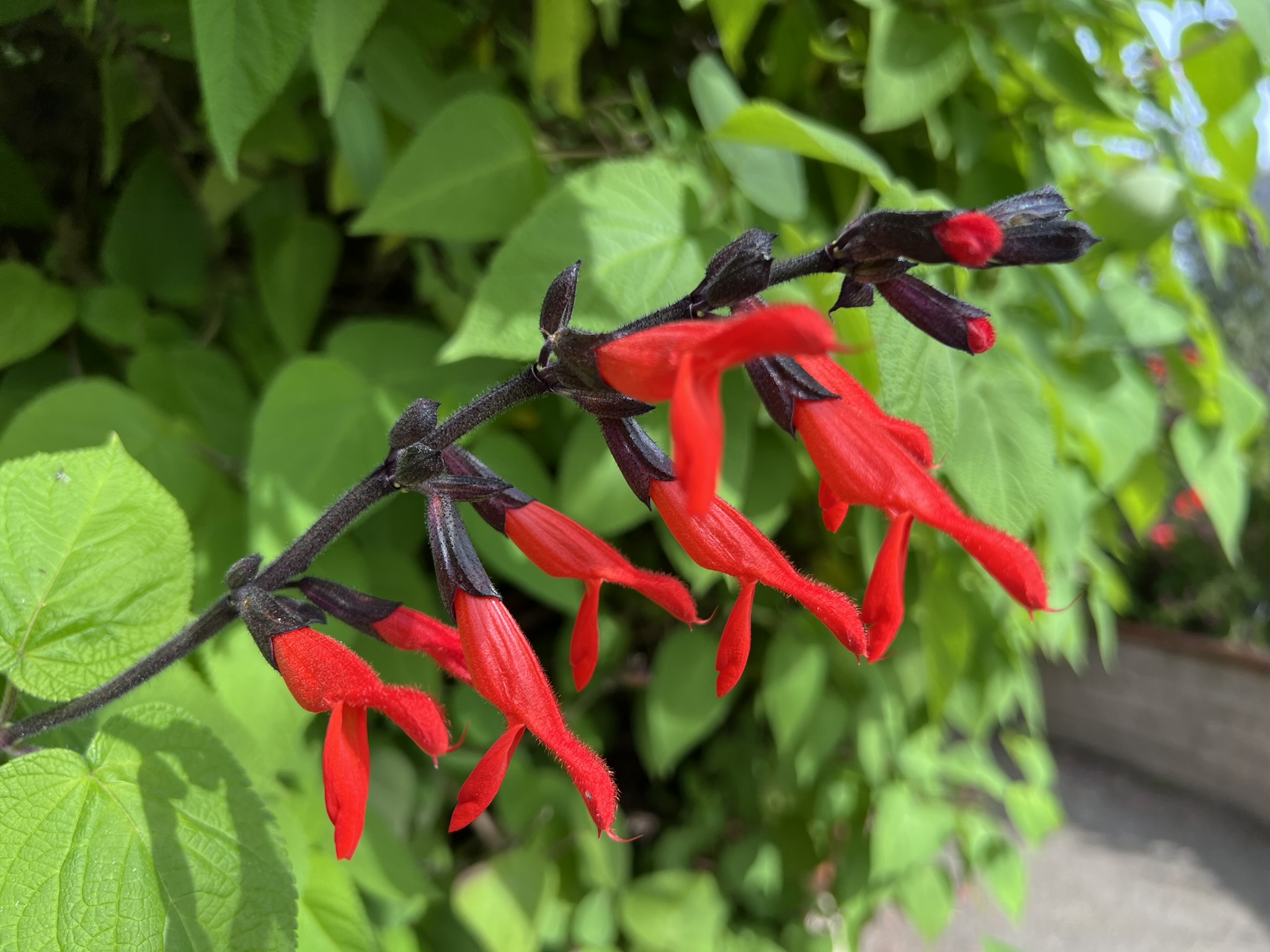 花