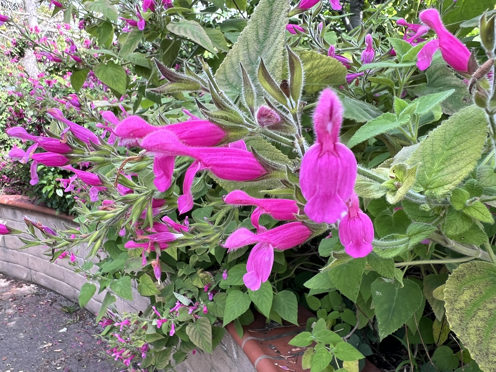花