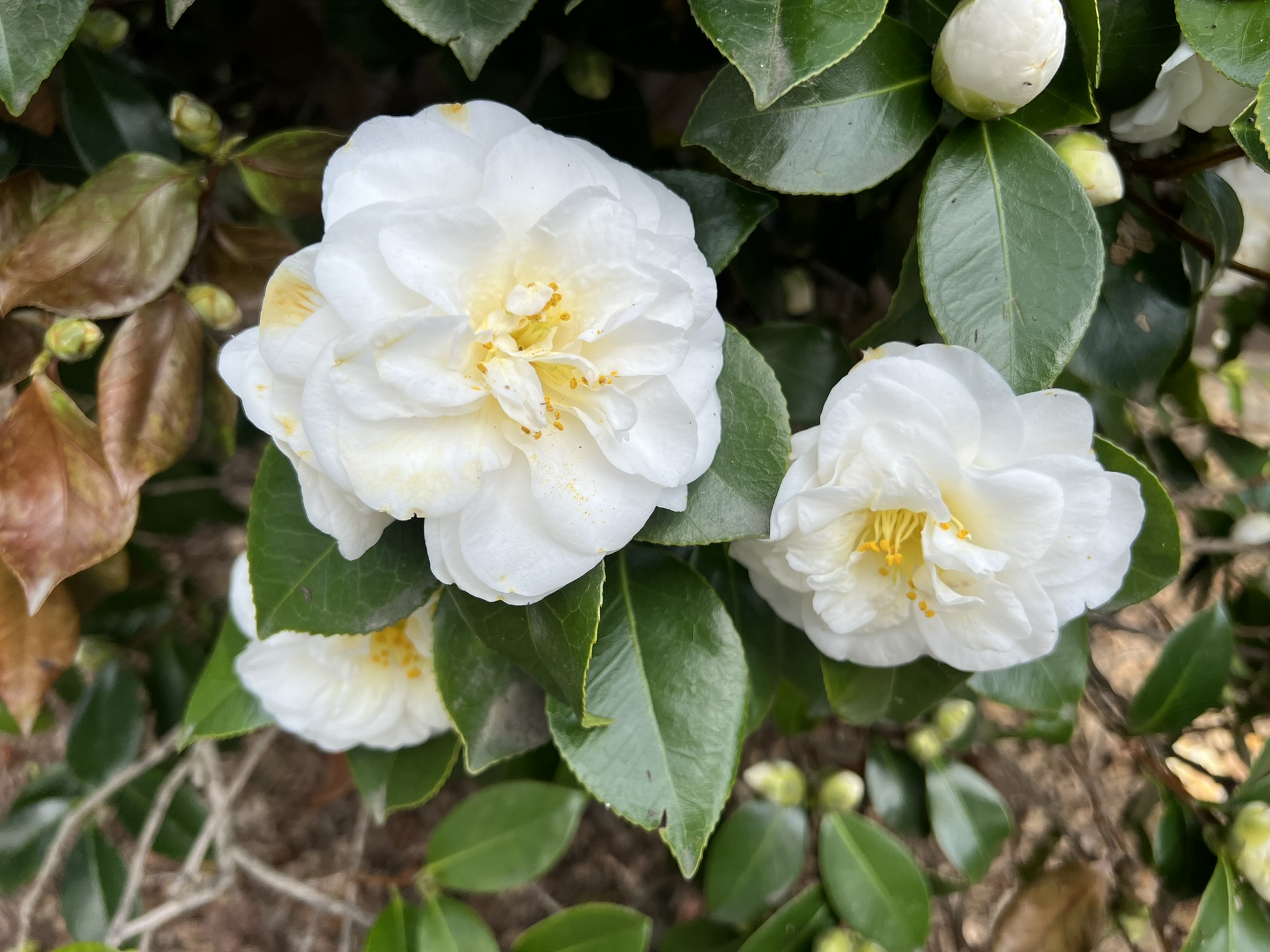花