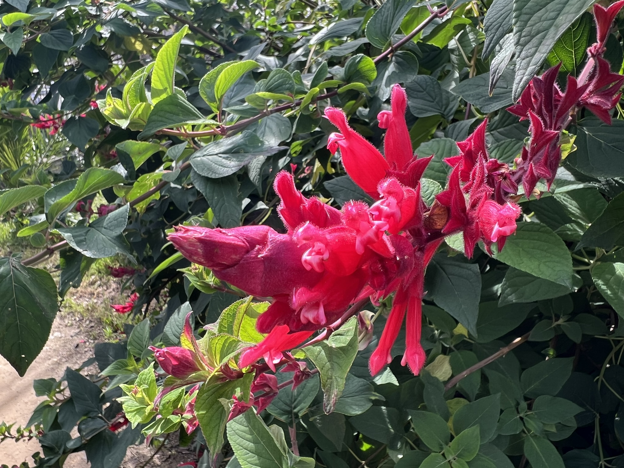 花