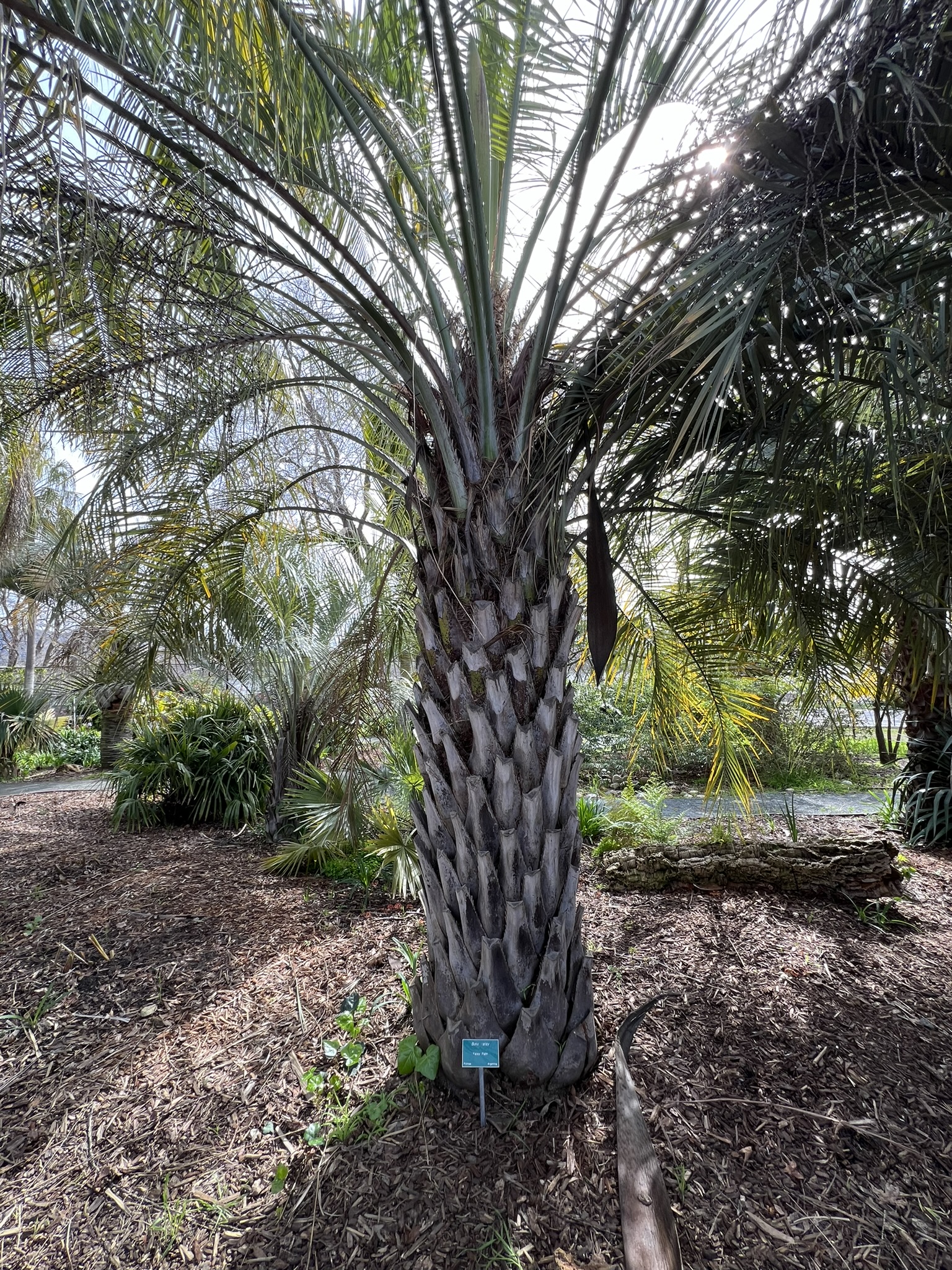 Palm