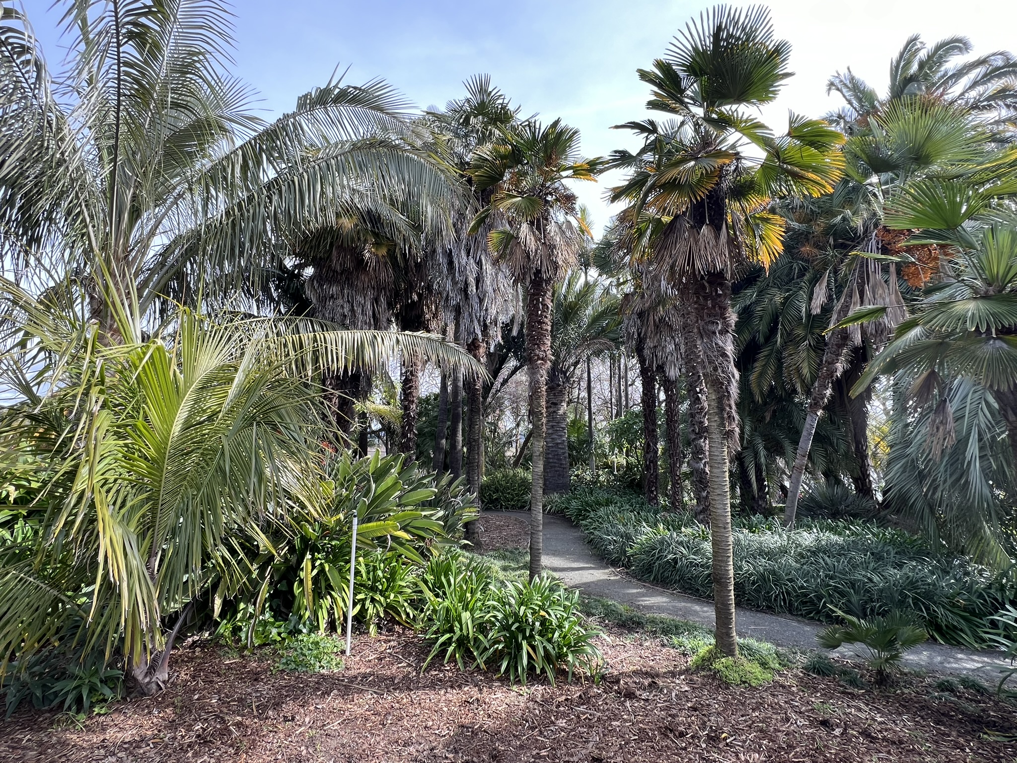 Palm