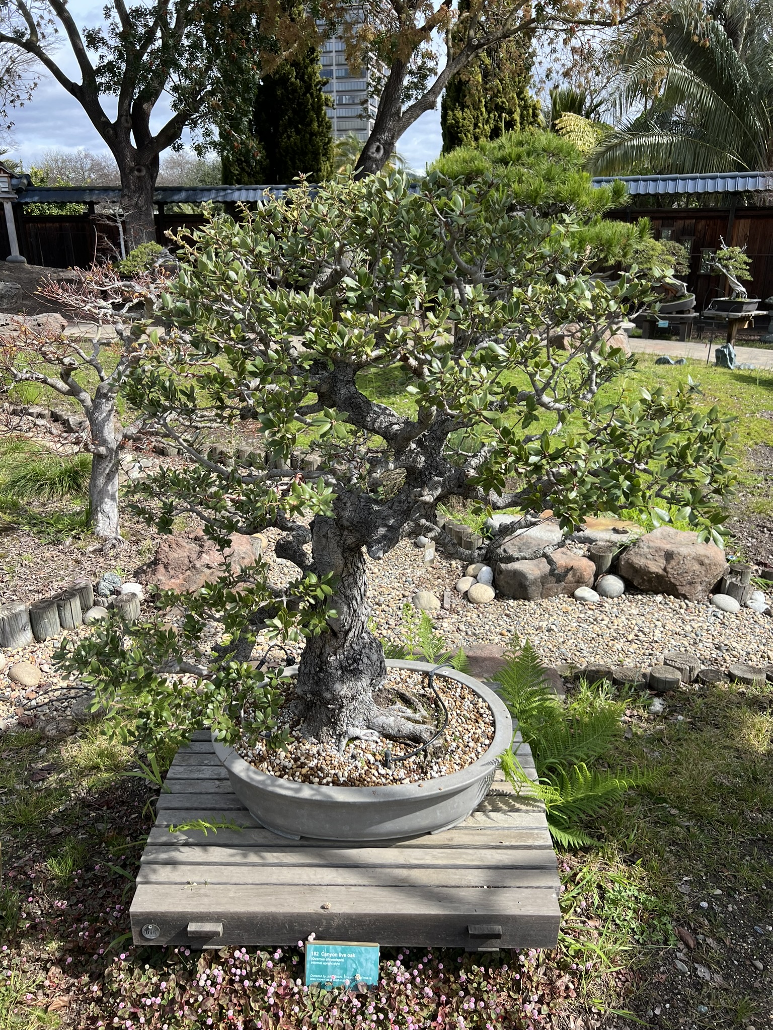 盆栽