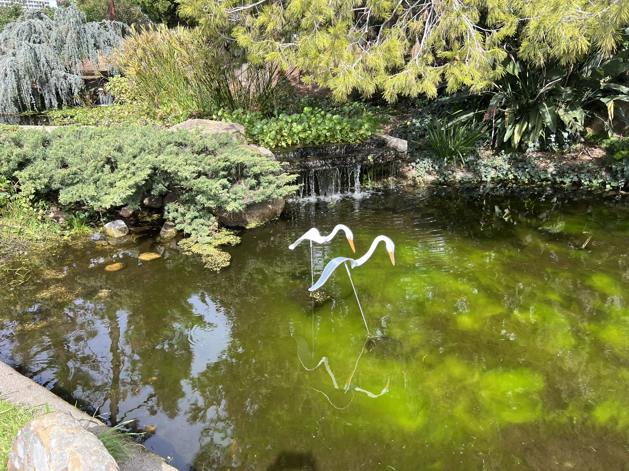 随风摆动的大鹅