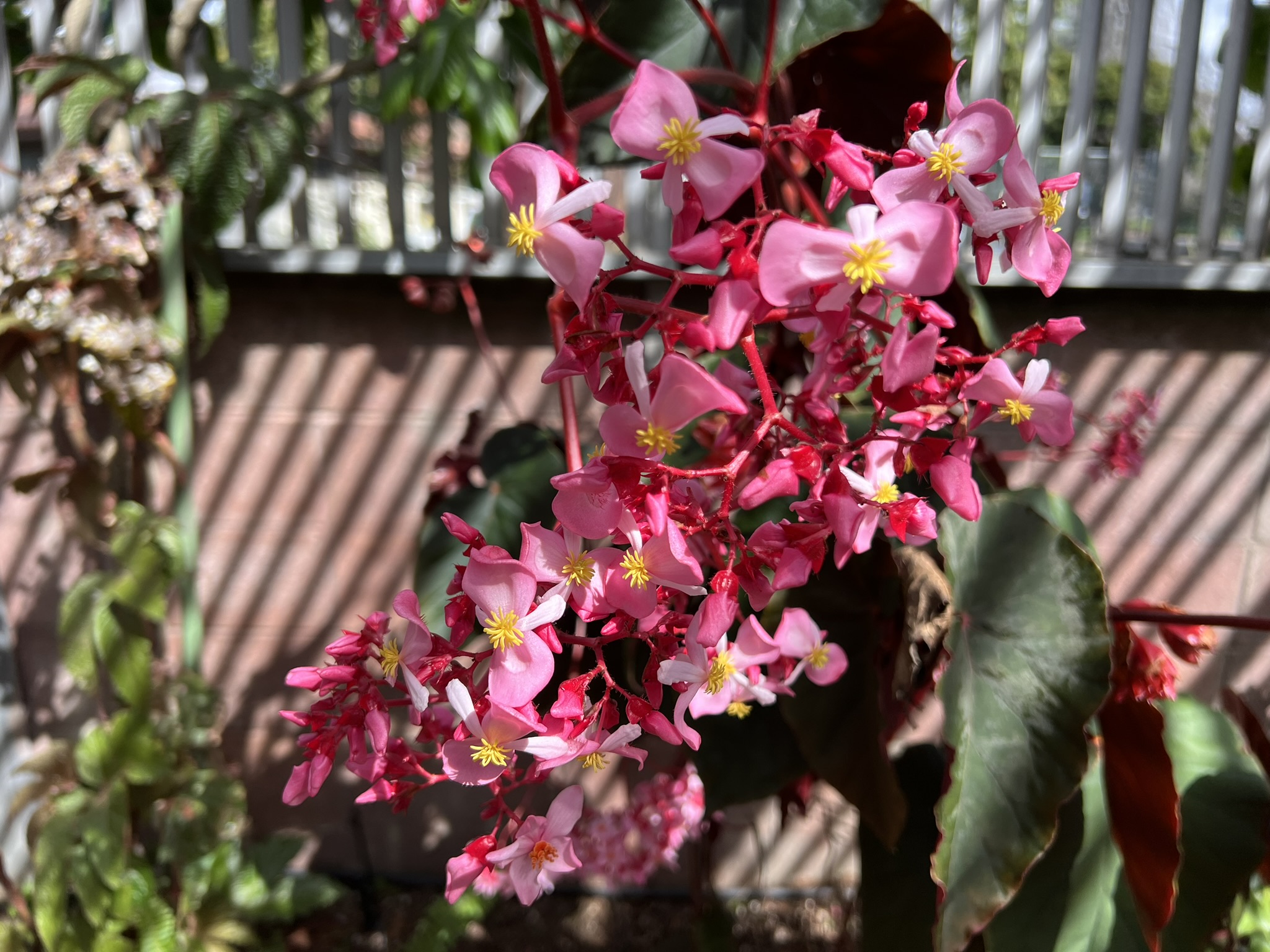花