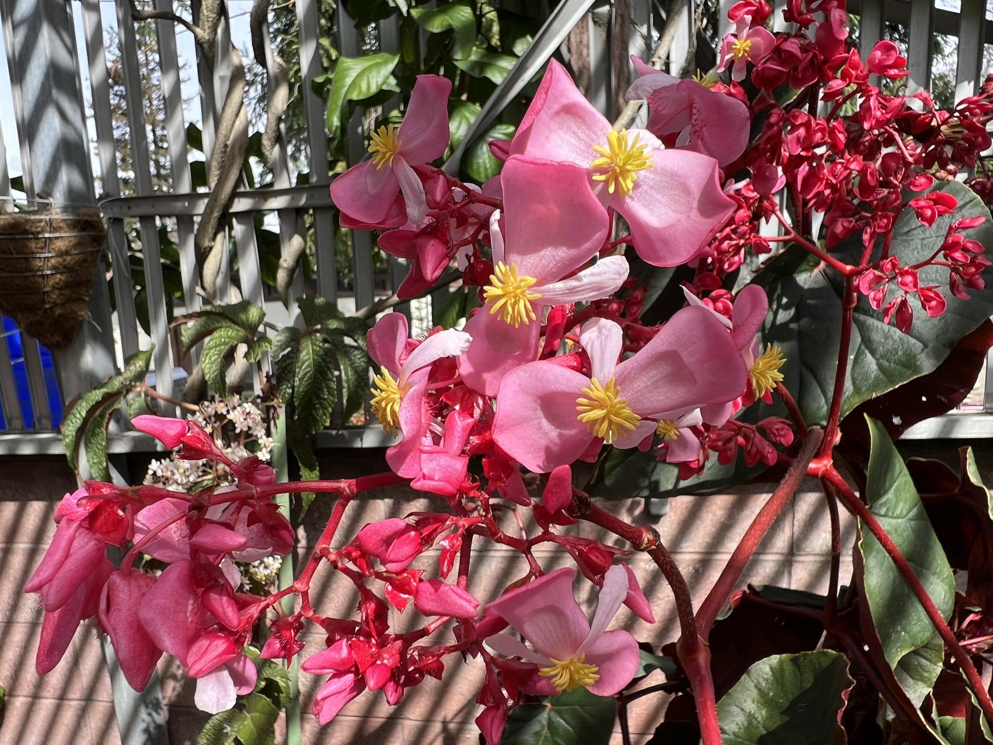 花