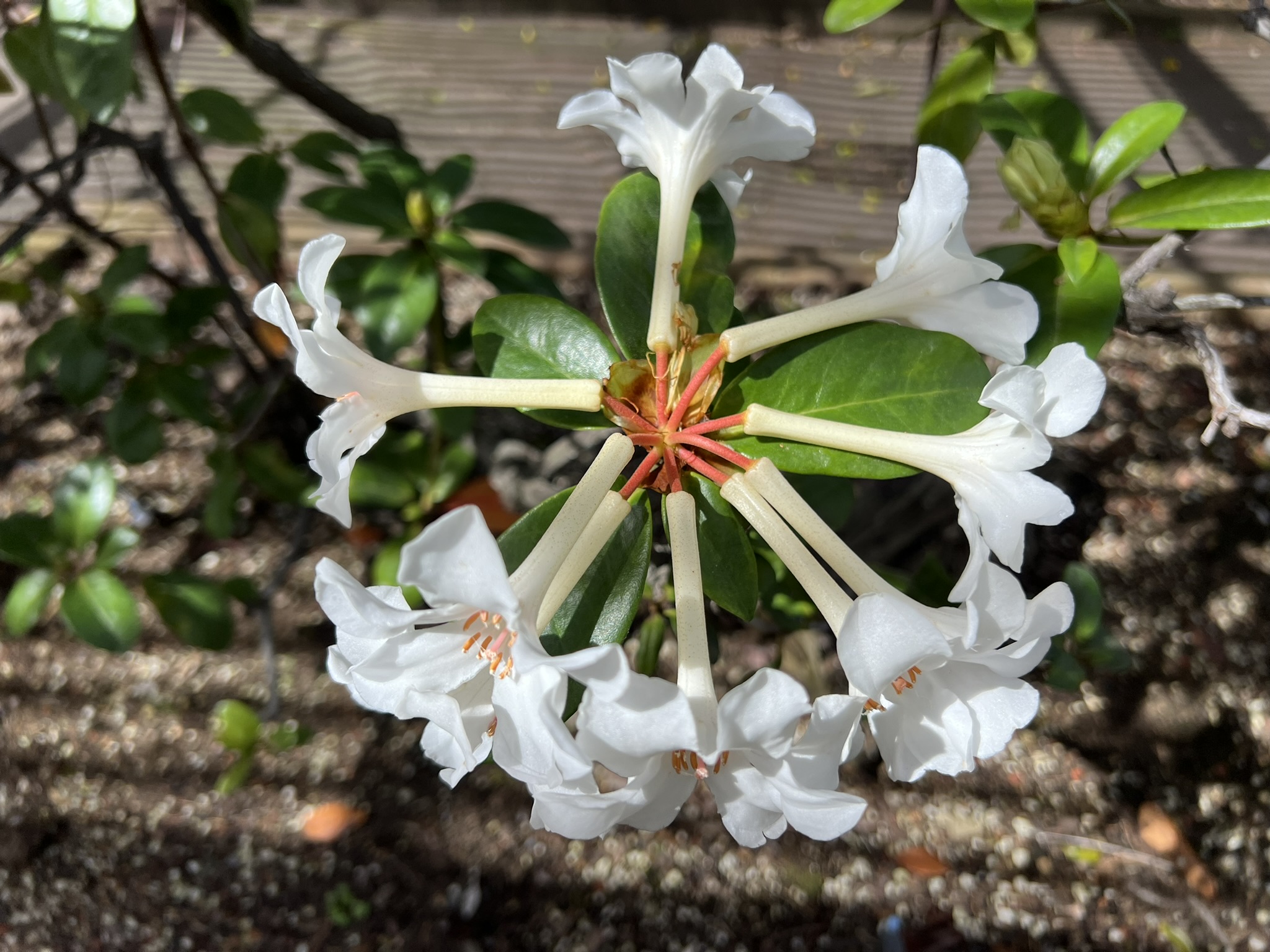 花