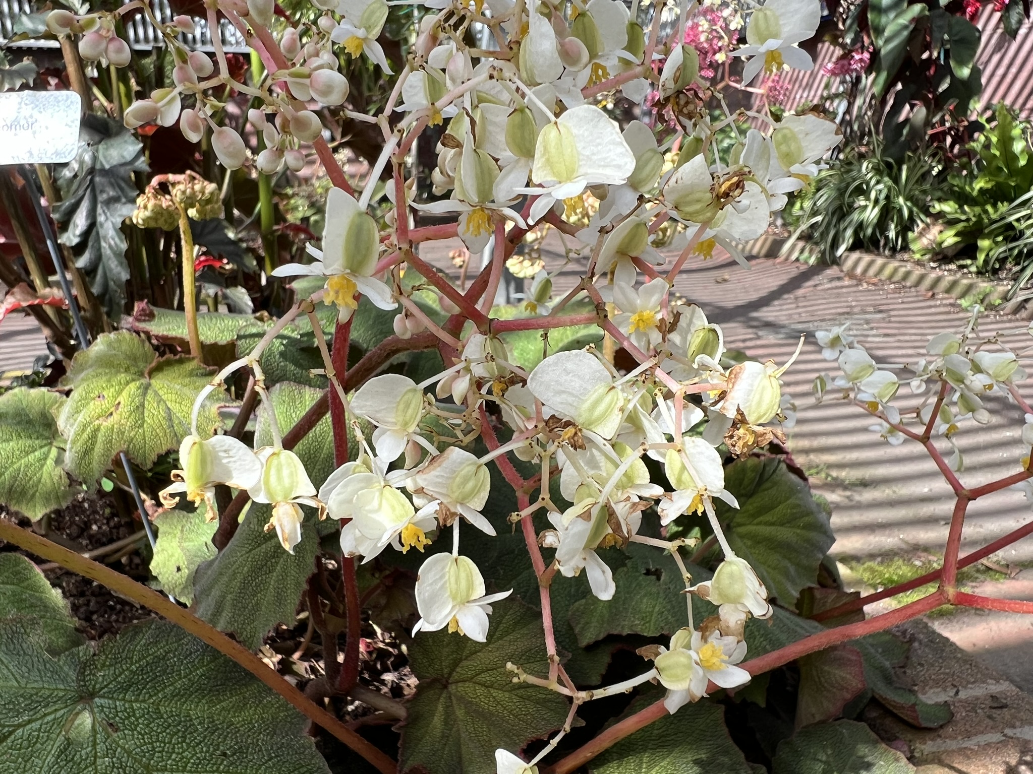 花