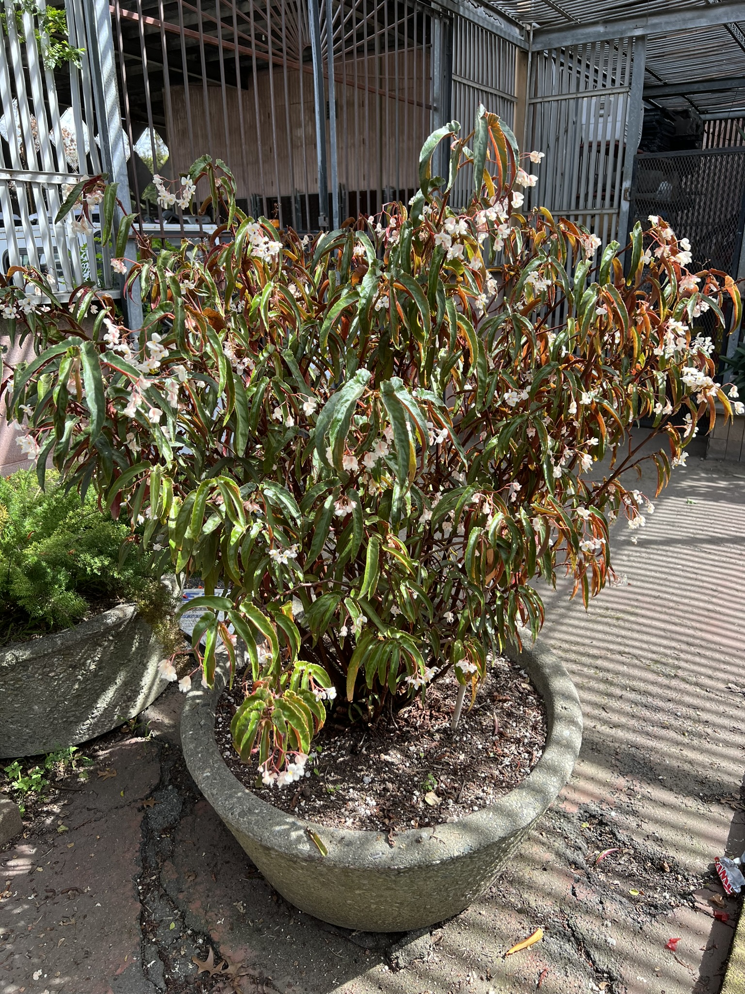 花