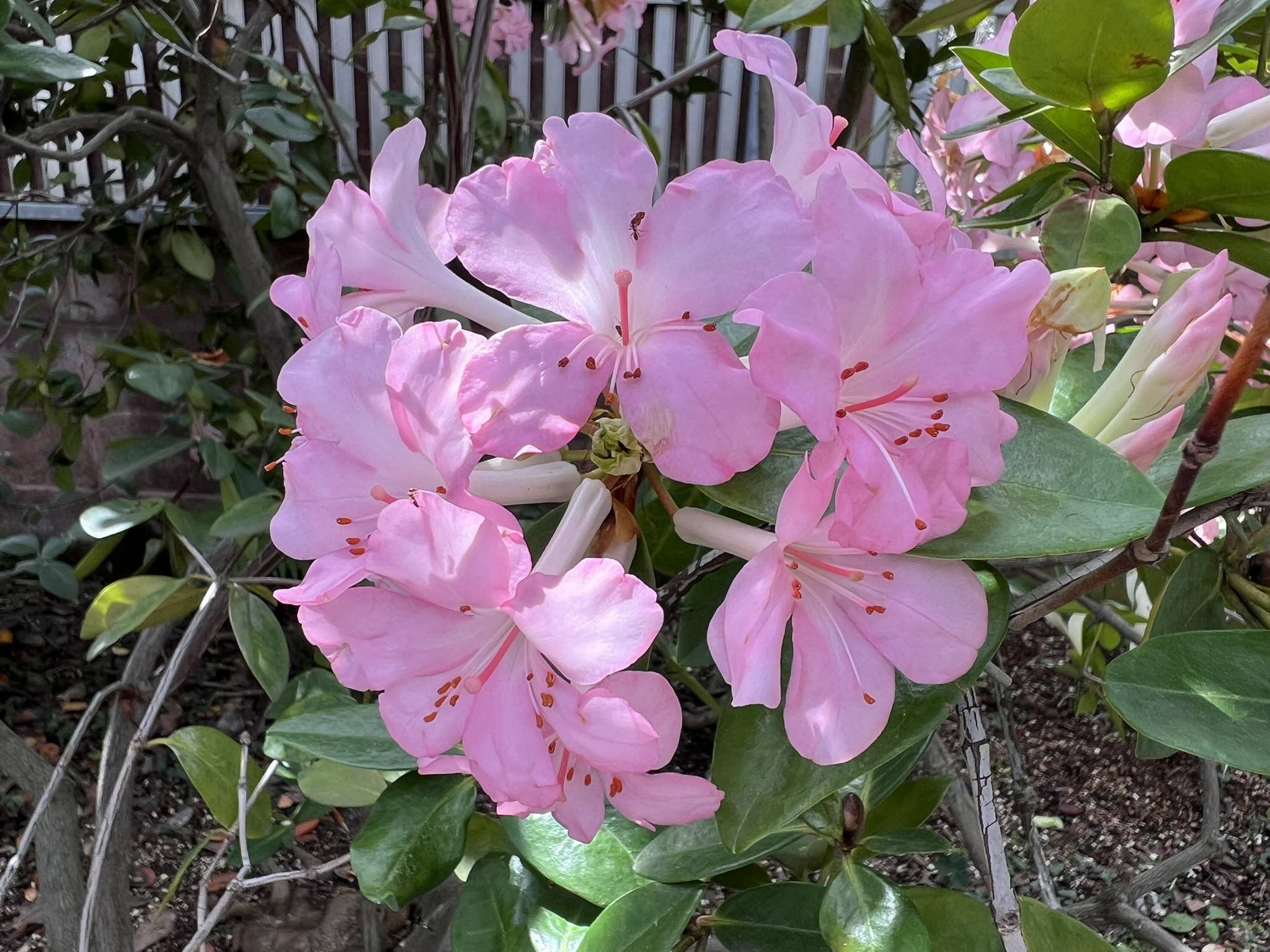 花