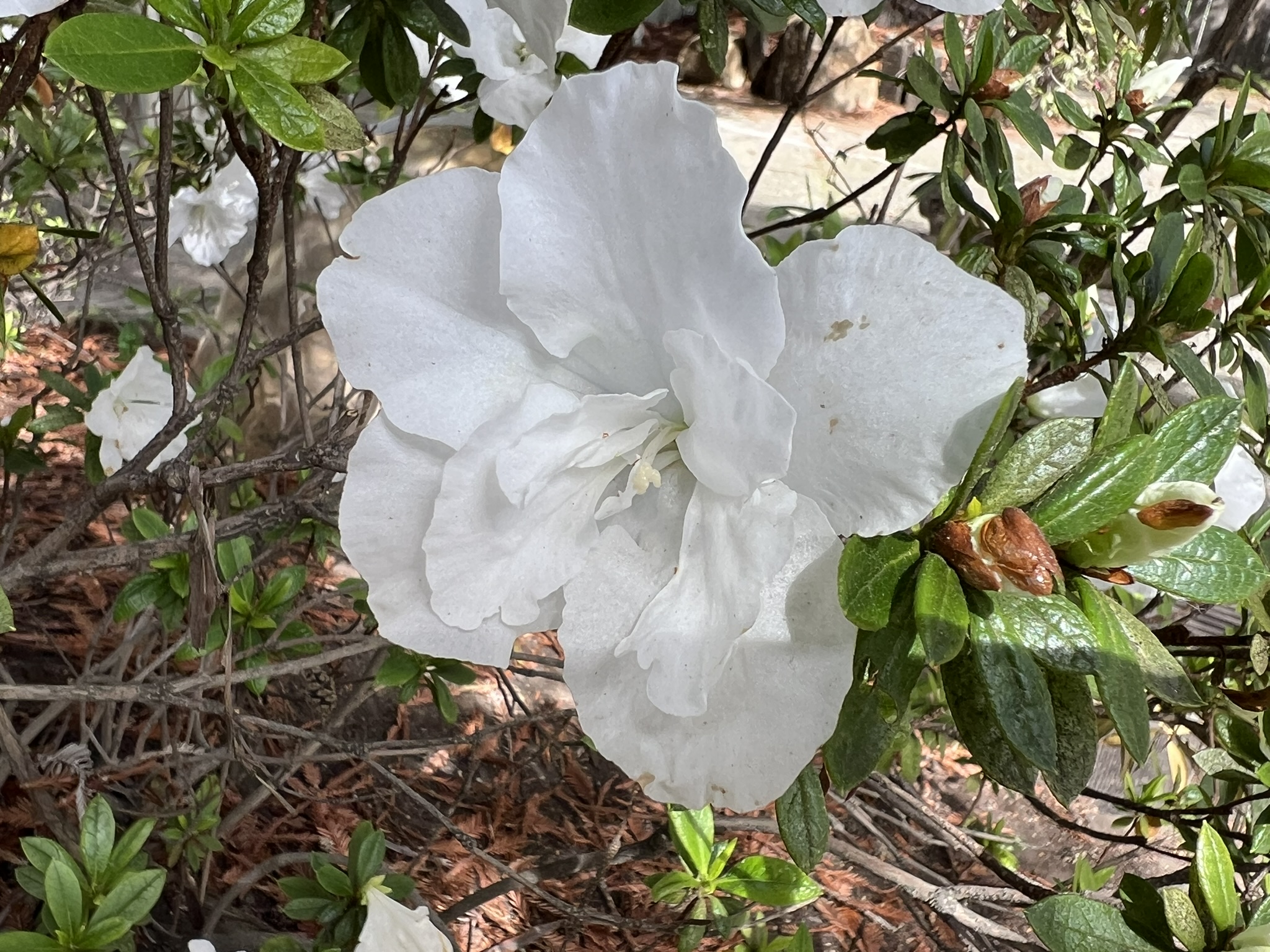 花