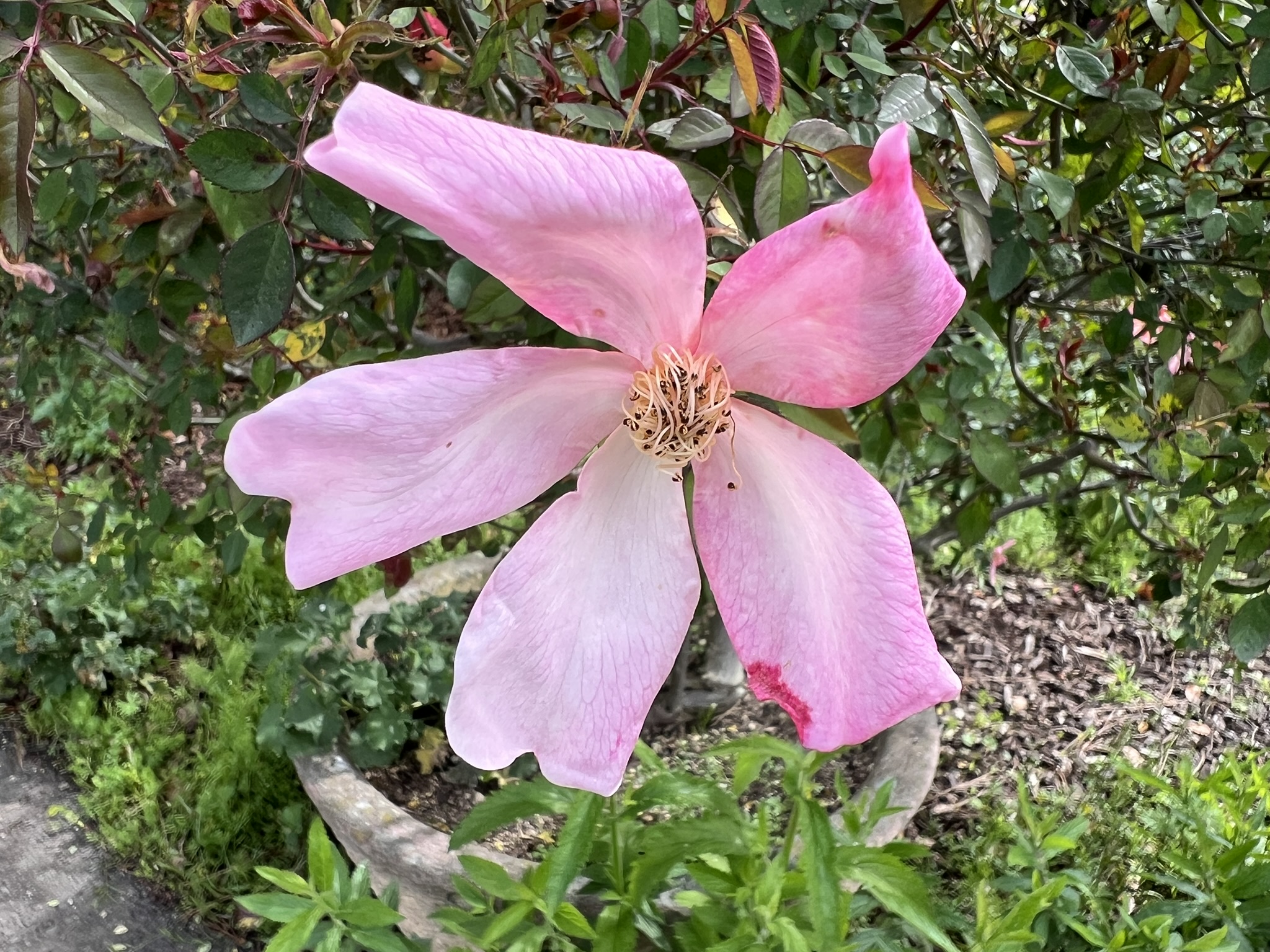 花
