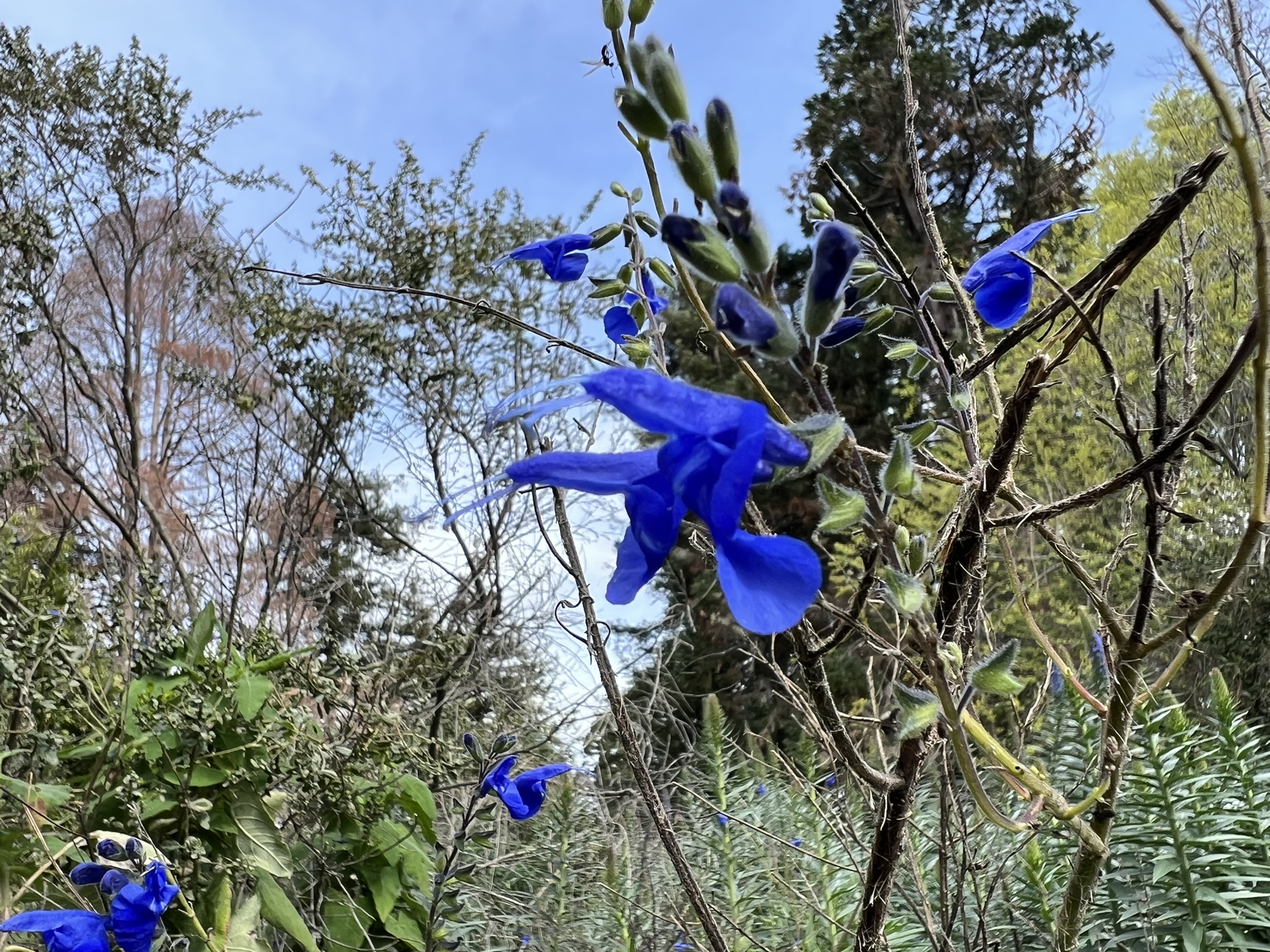 花