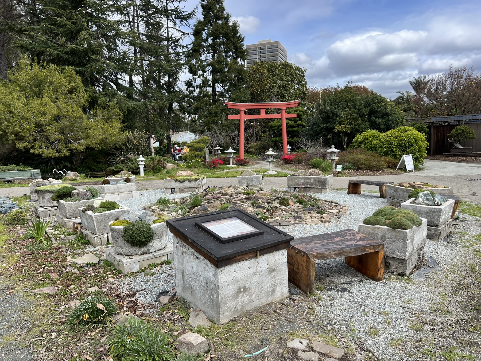 盆景