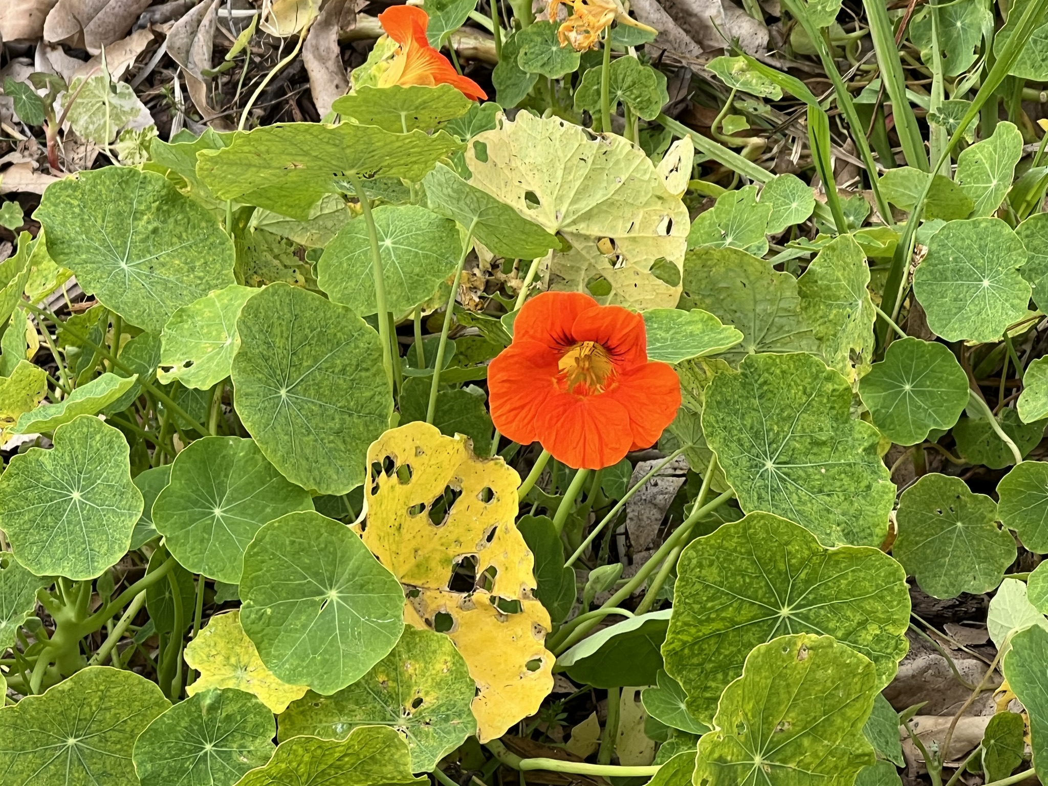 花