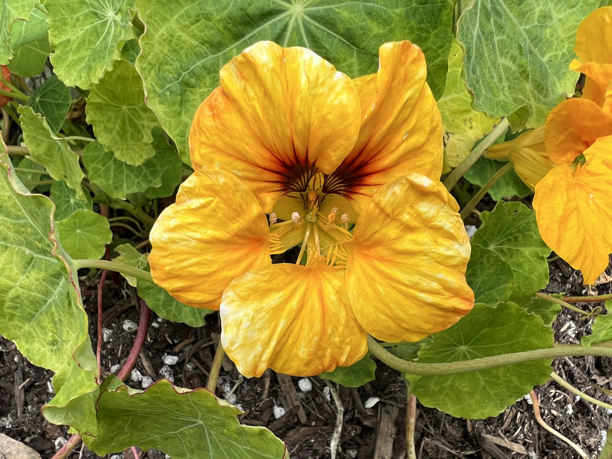 花