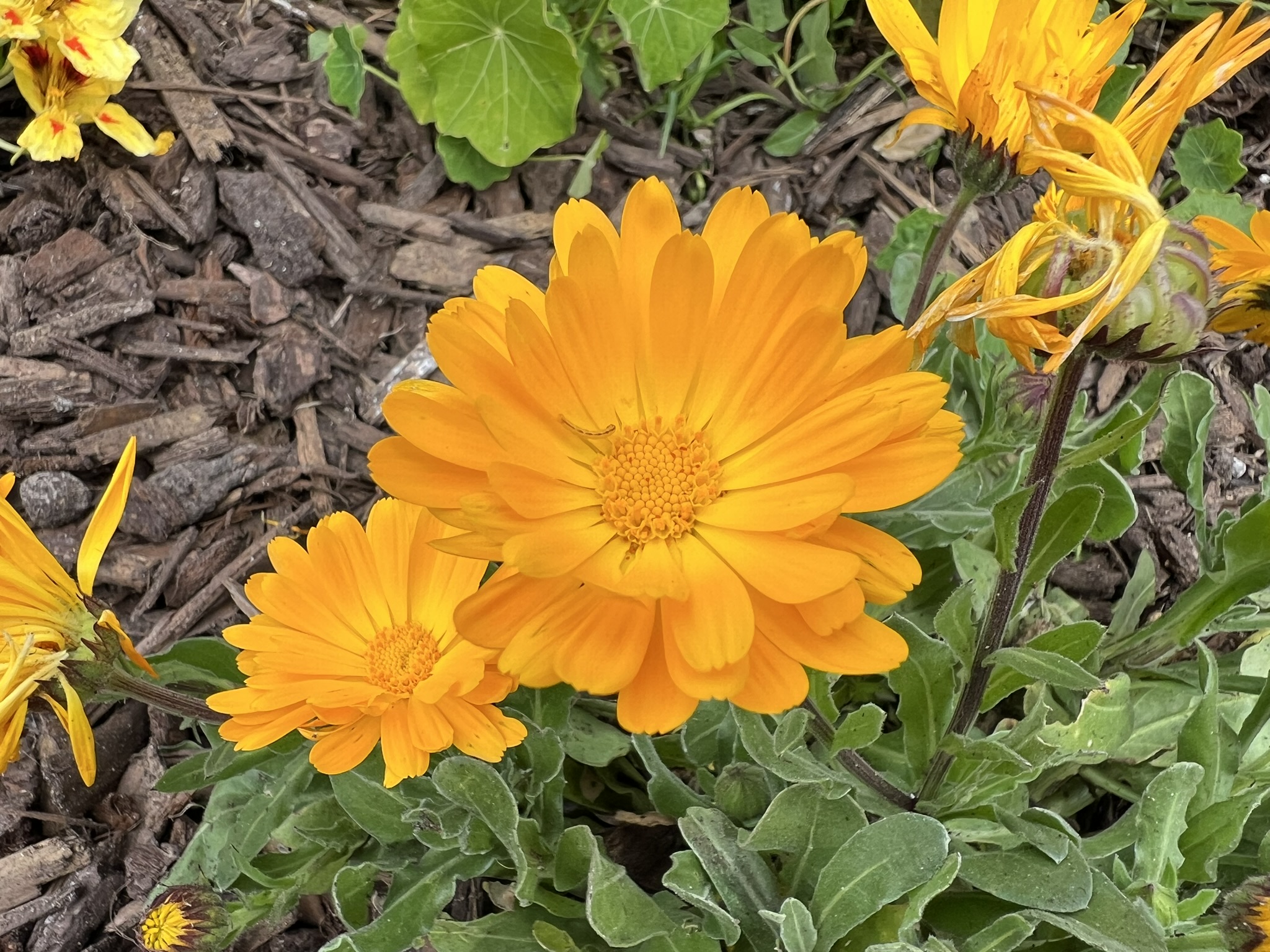 花