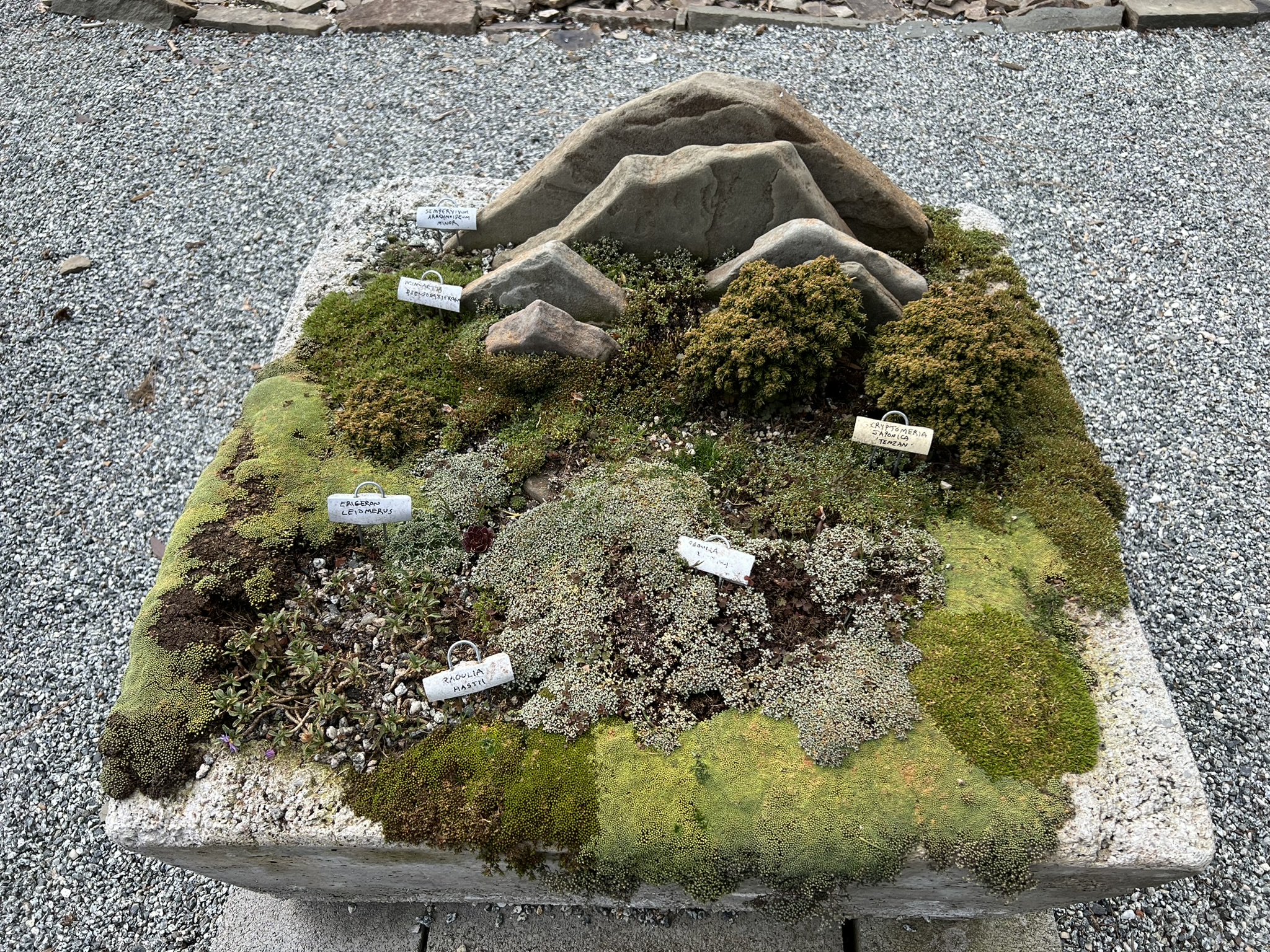盆景