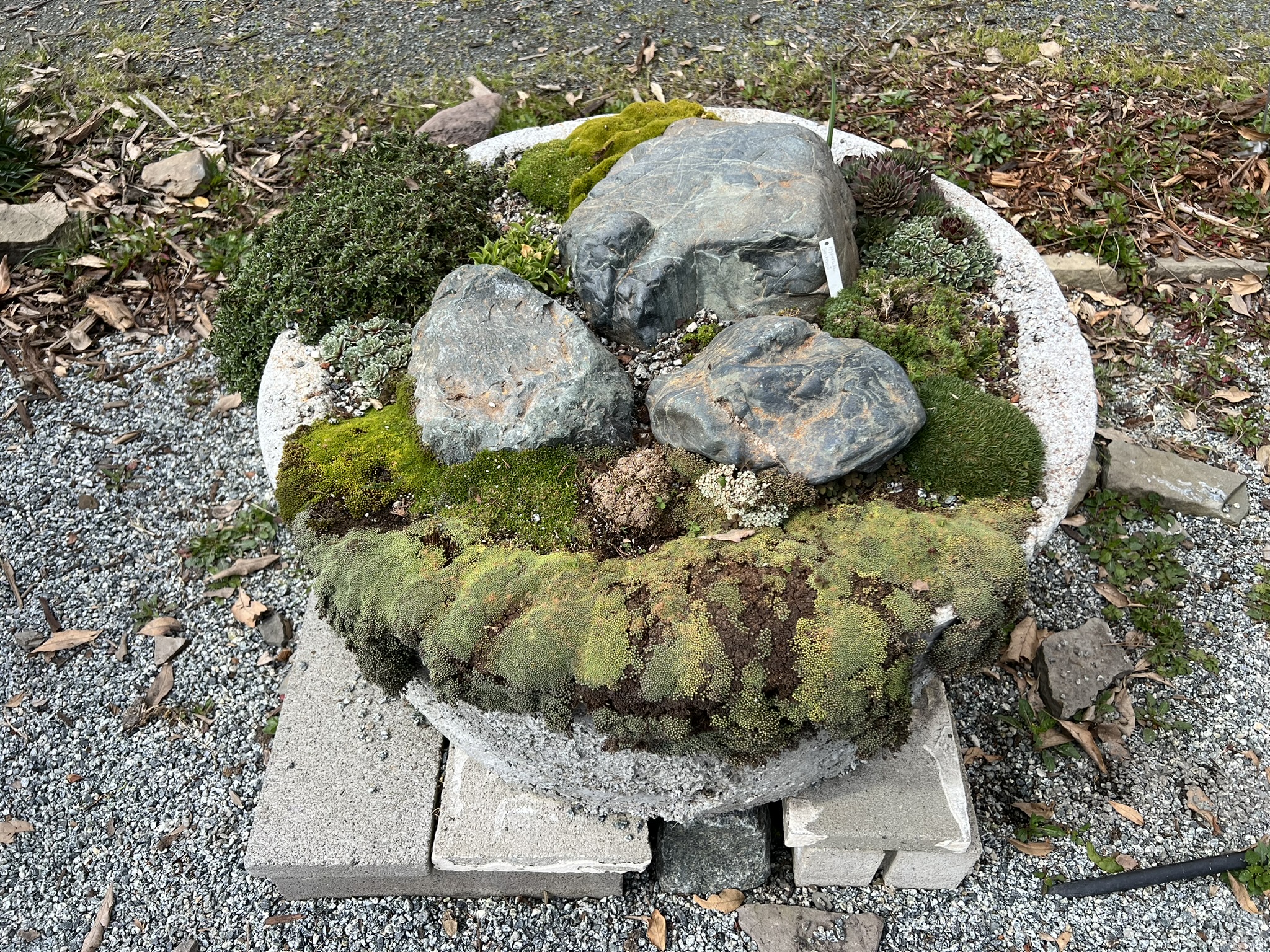 盆景